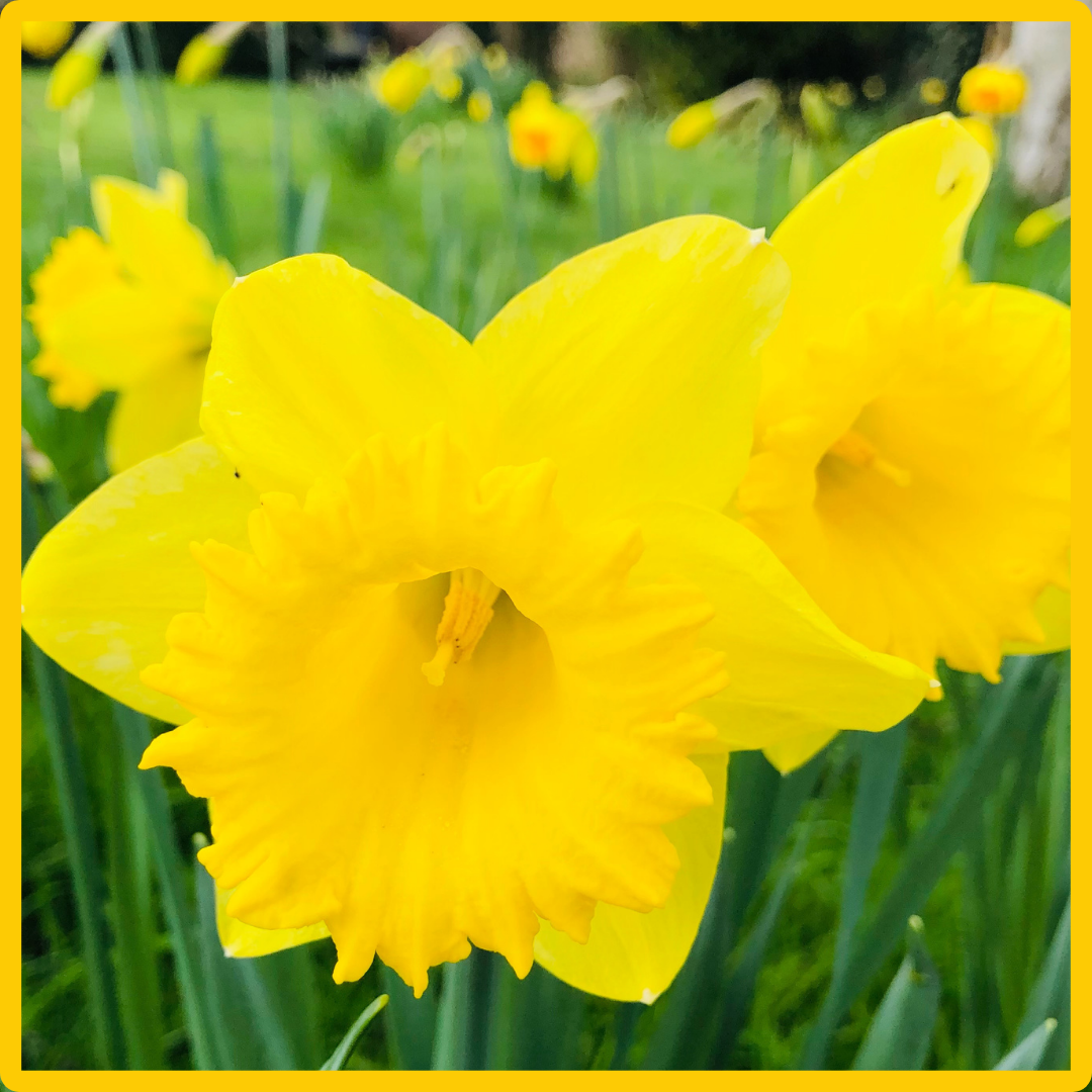 Daffodil: a flower with two names and a folded history