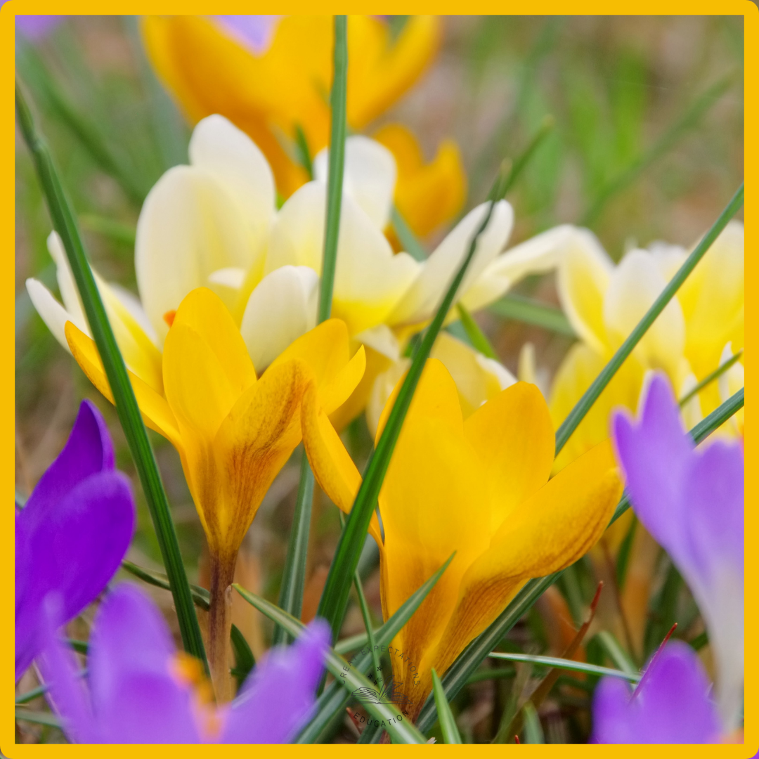 Crocus: the saffron thread beneath spring
