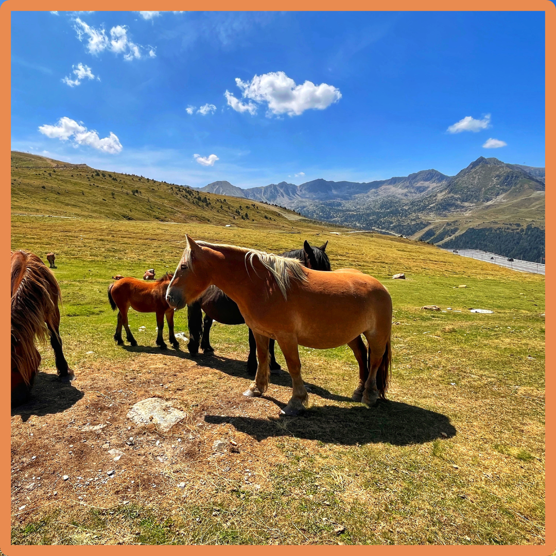 Pferd (German) – Structured Vocabulary Support