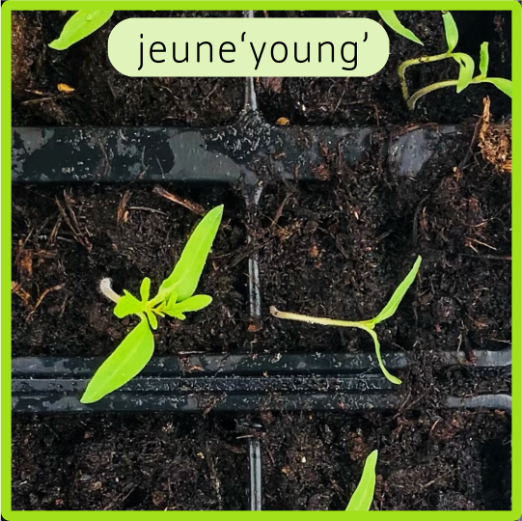 jeune (French) – Structured Vocabulary Support