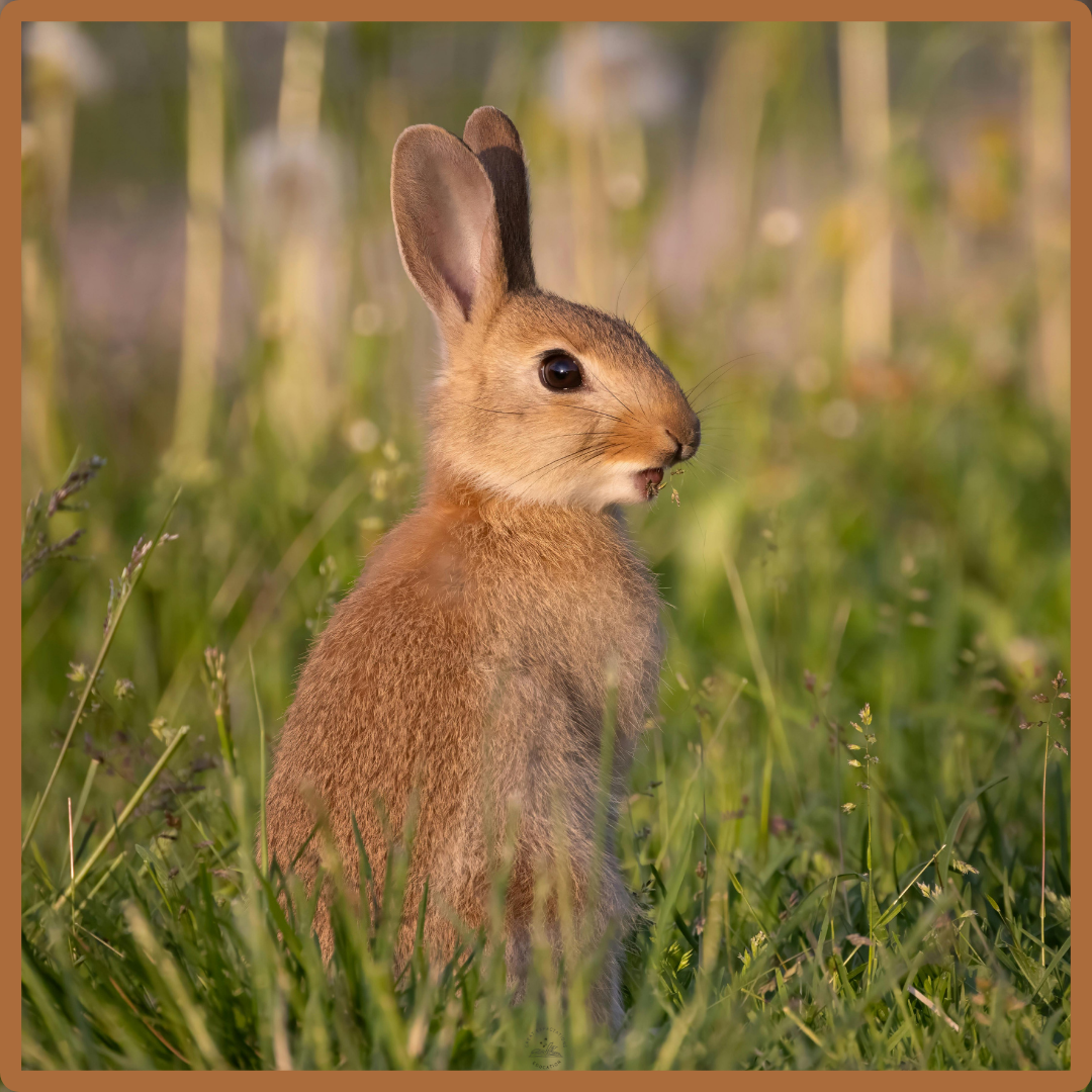 lapin (French) – Structured Vocabulary Support
