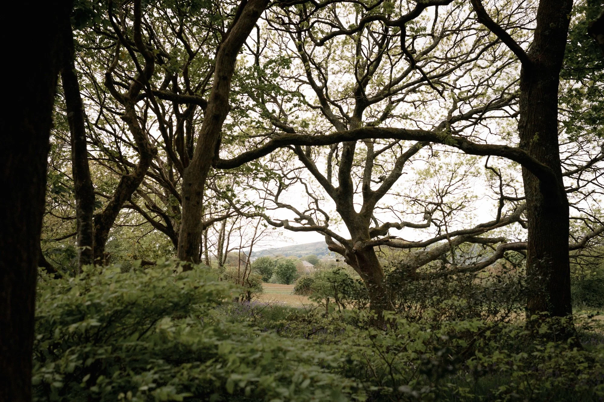 Lyra&Moth - Lauren & Oliver at the Cornish Place-165.jpg