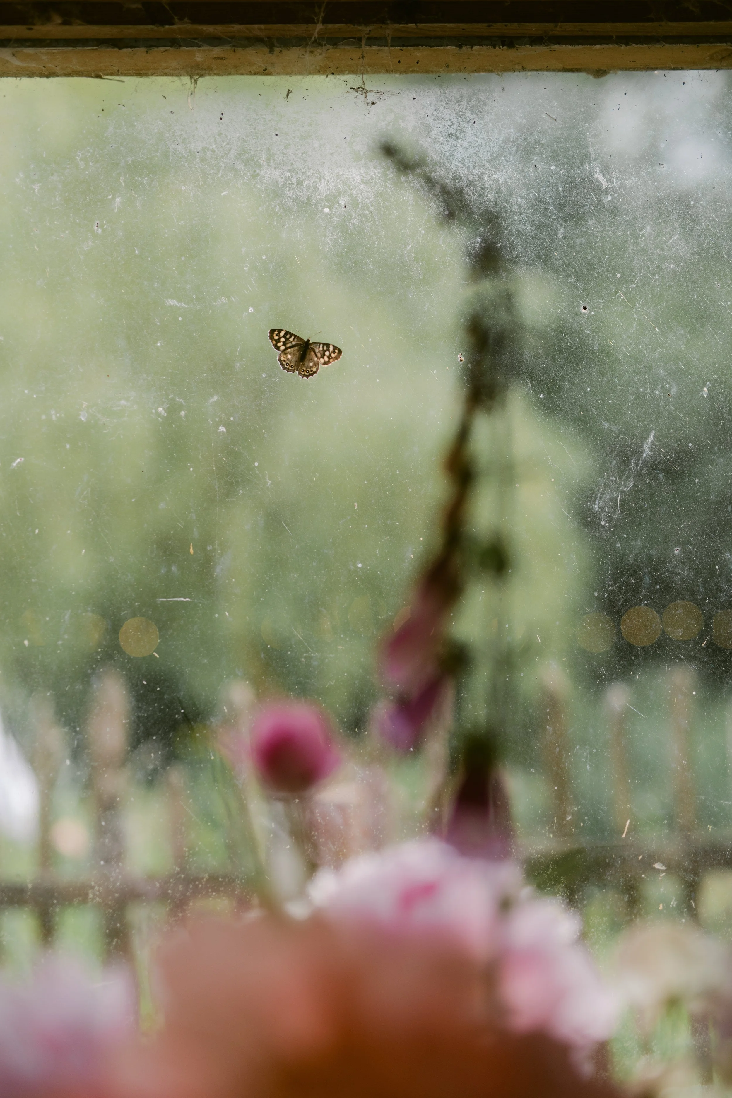 Lyra & Moth - Lucy & Ross -Digital-981.jpg