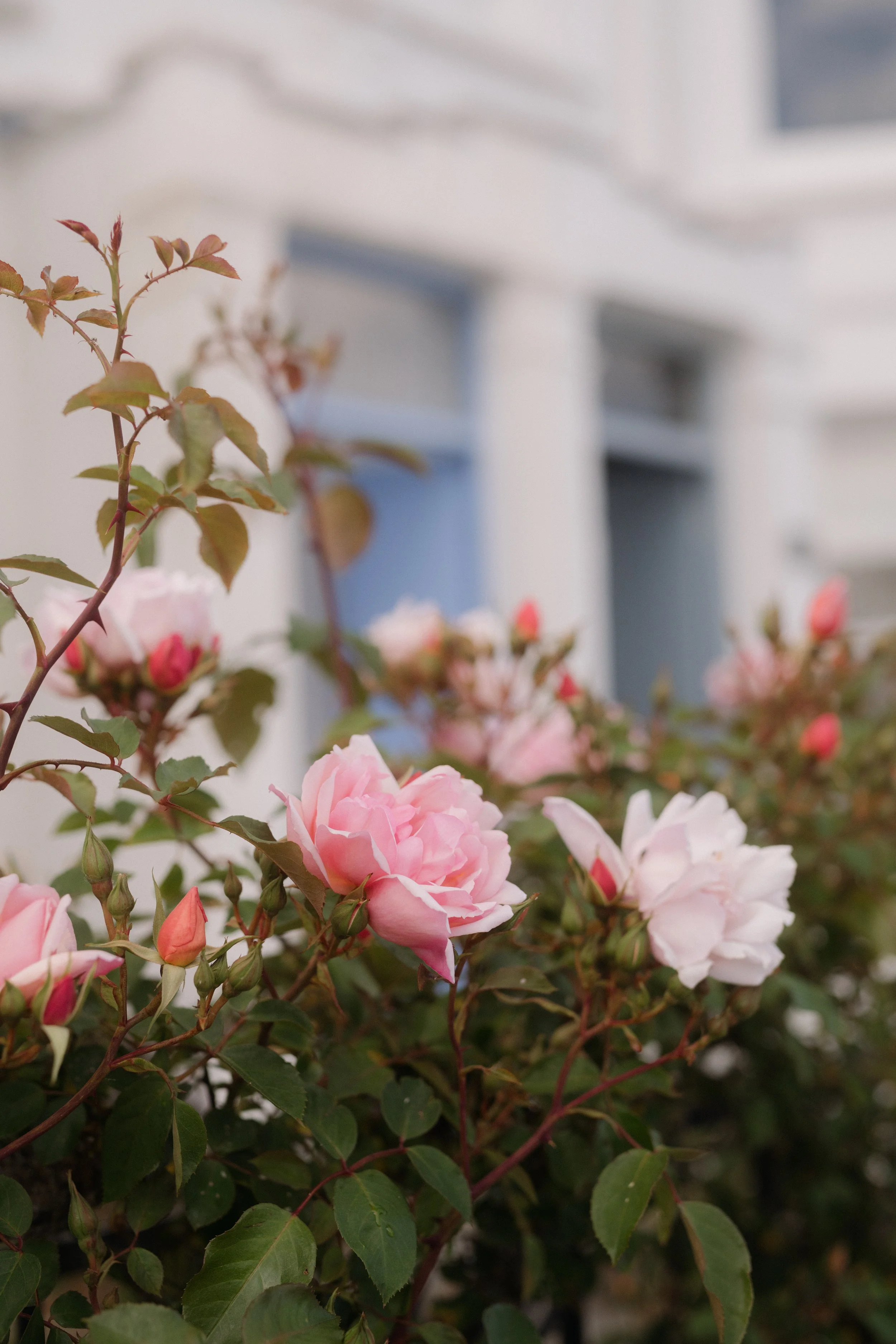 flowers growing in the hedgerows around st mawes village