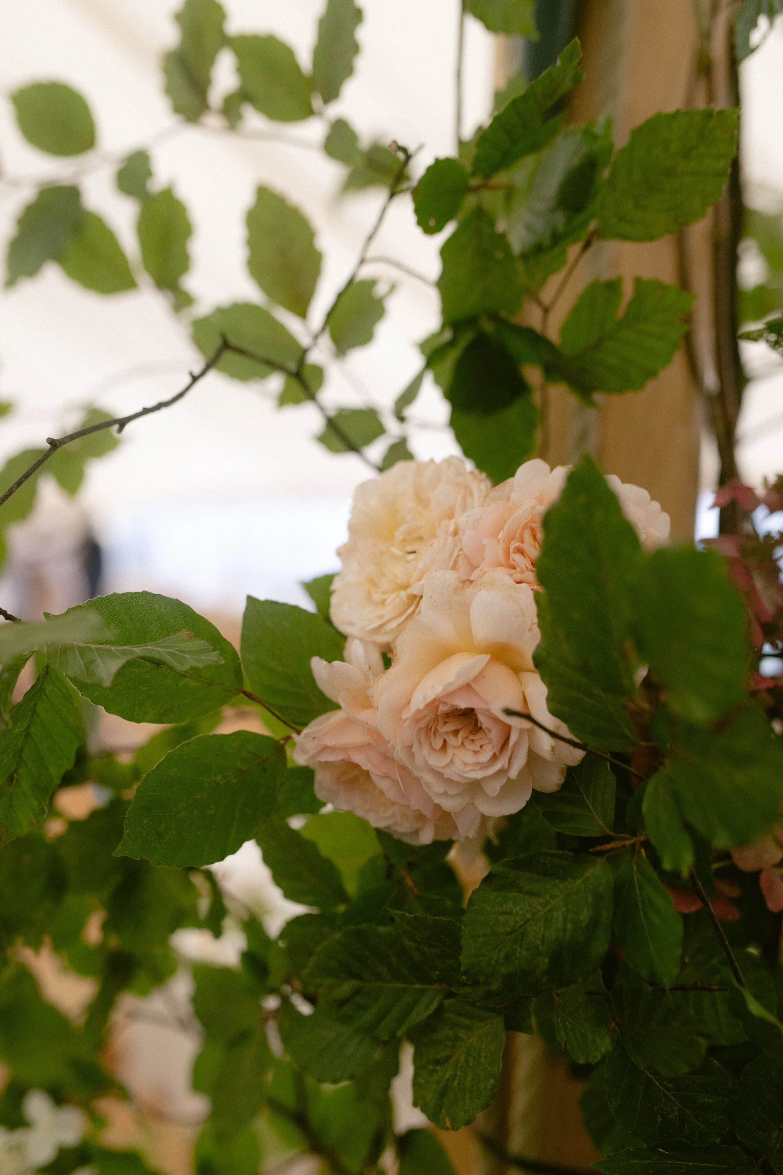 floral details and climbing rose installation for a marquee