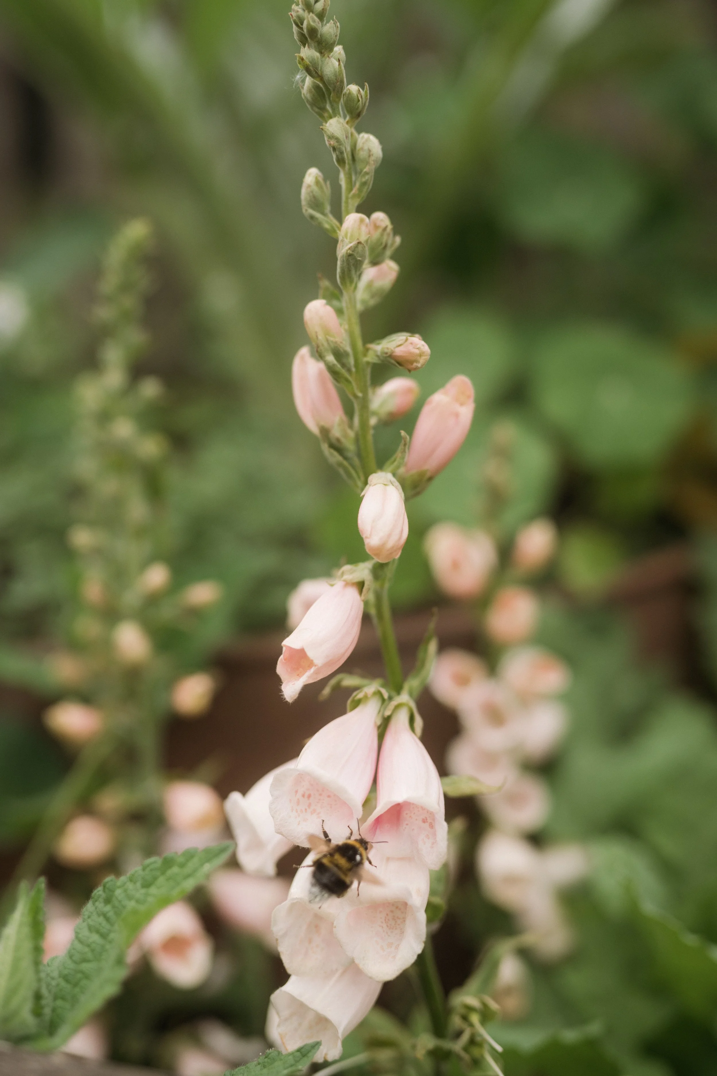 Lyra & Moth - Lucy & Ross -Digital-993.jpg