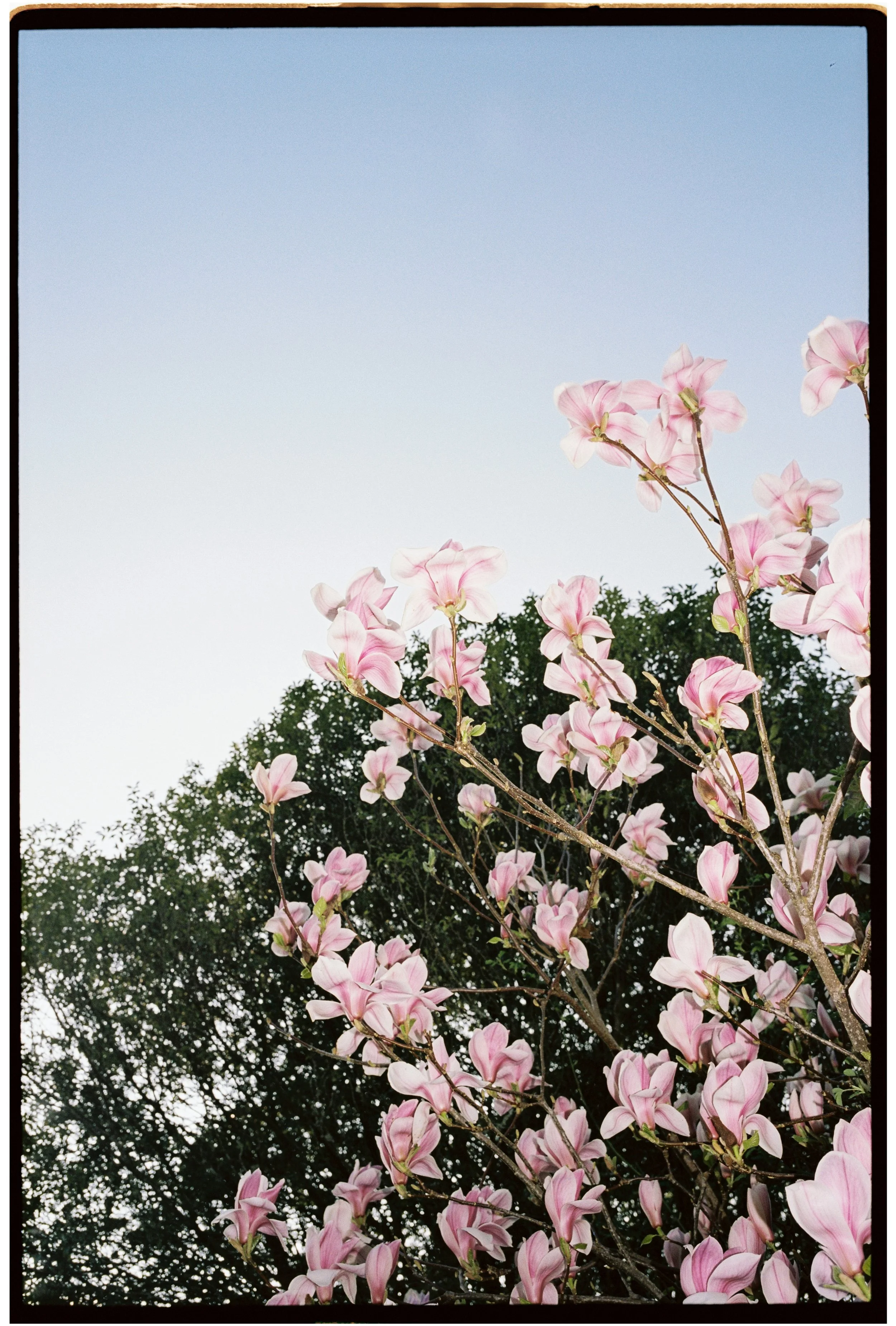 Lyra & Moth Photography - Ash & Demi Film-146.jpg