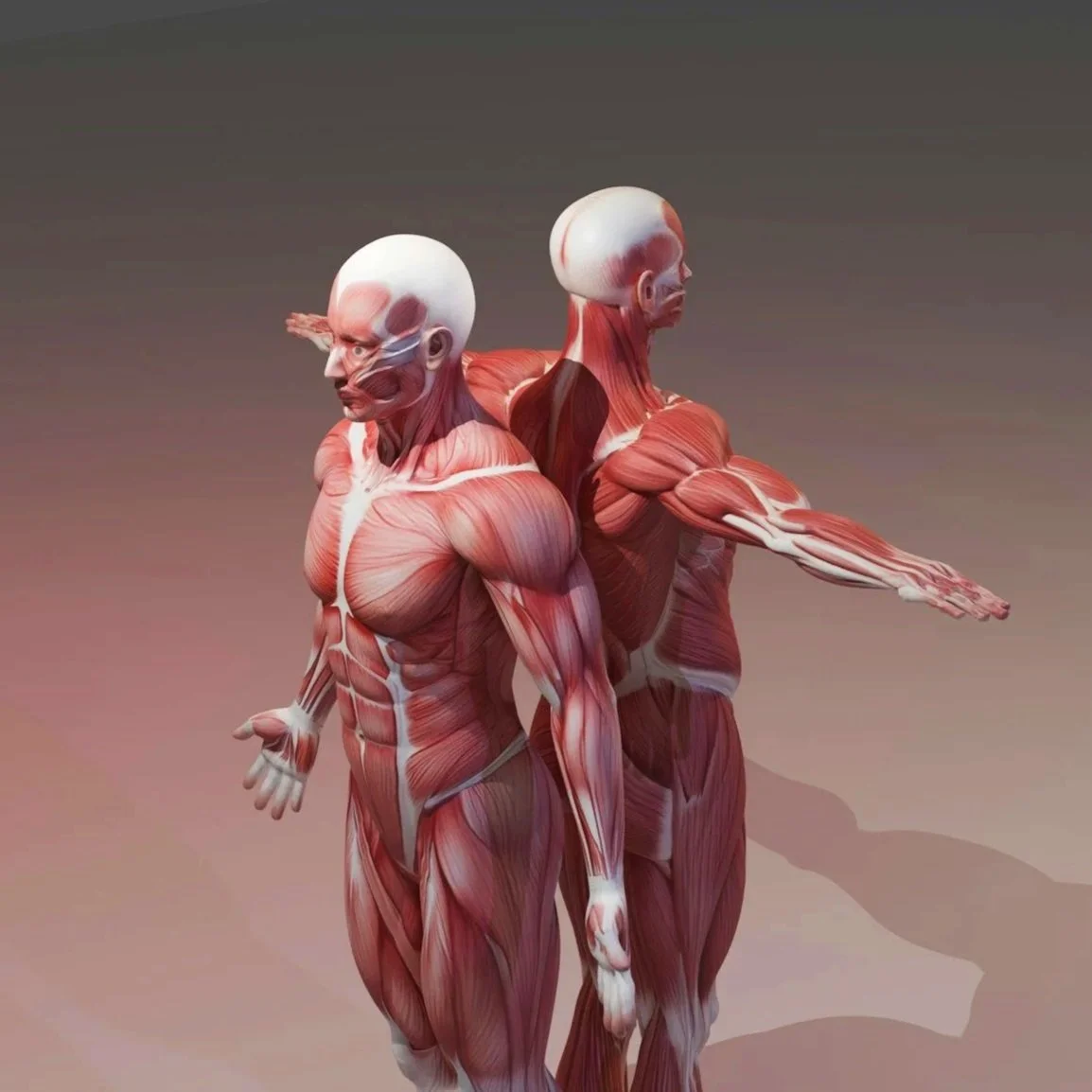 Muscle Is Medicine