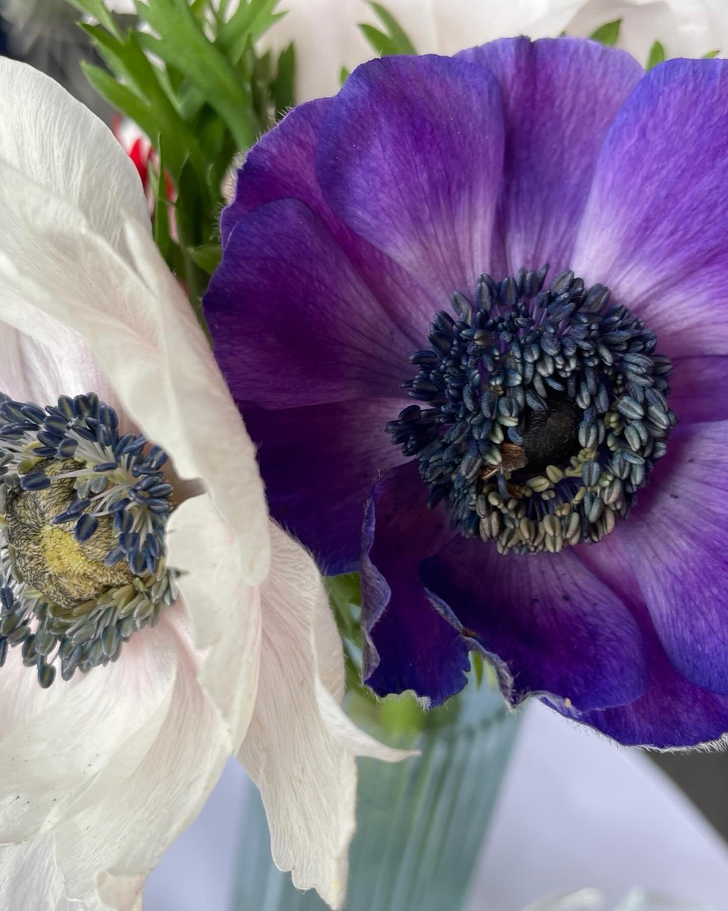 Flowers of Nice