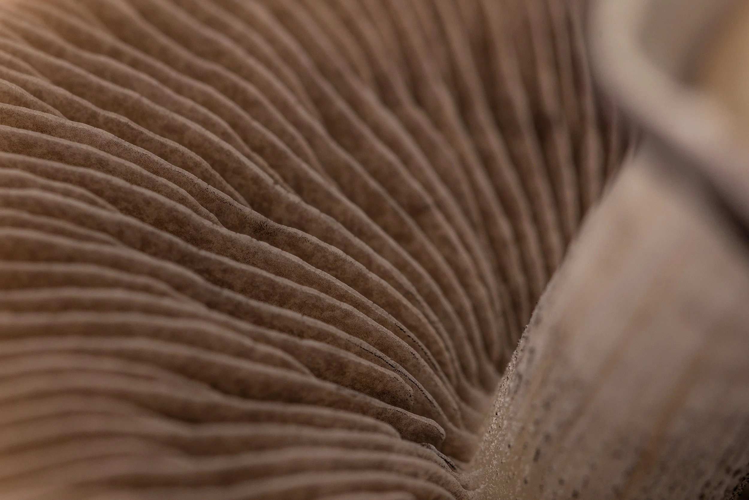 psilocybin retreat