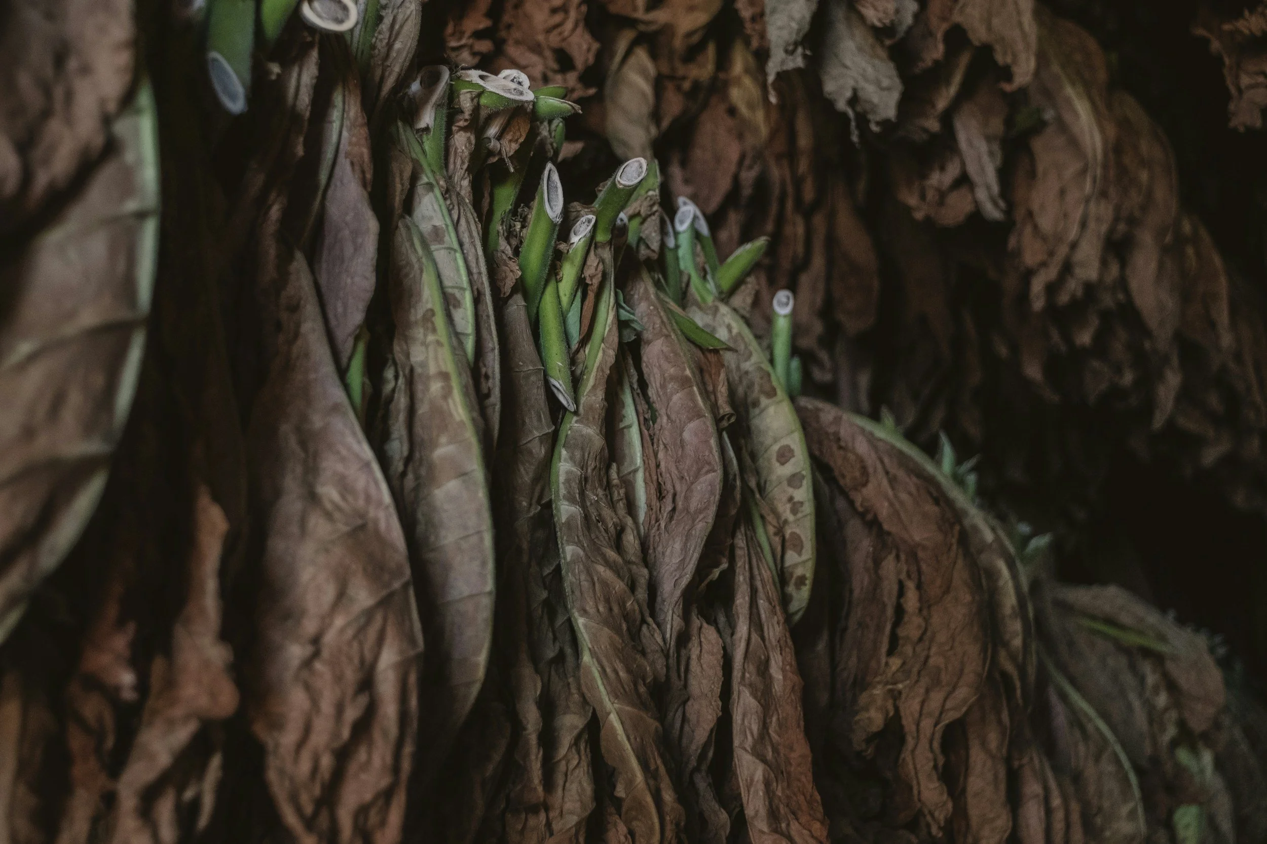 tobacco retreat