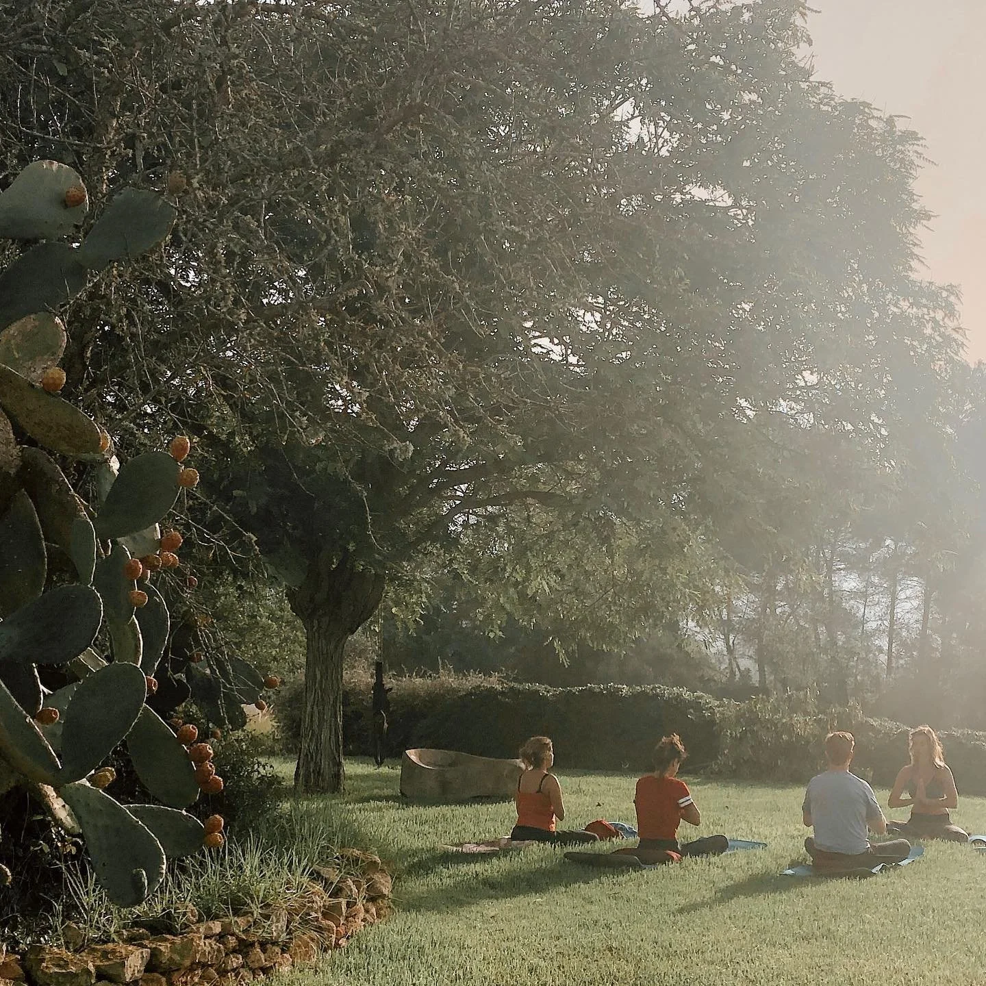 People meditating in a field with a tree