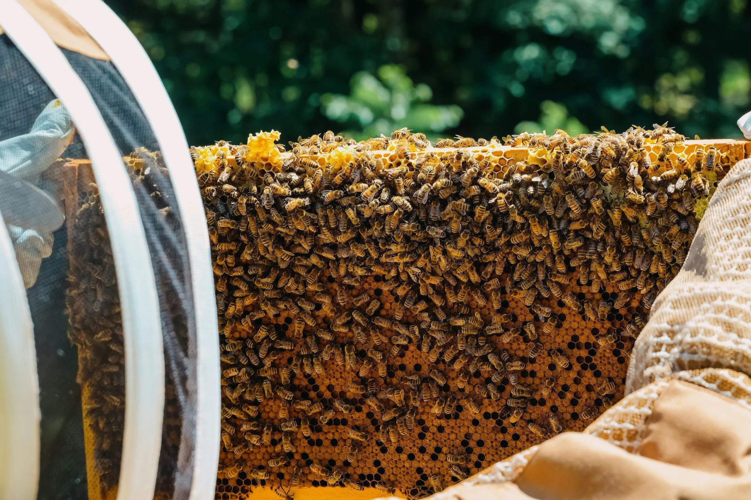 Splitting Your Hives