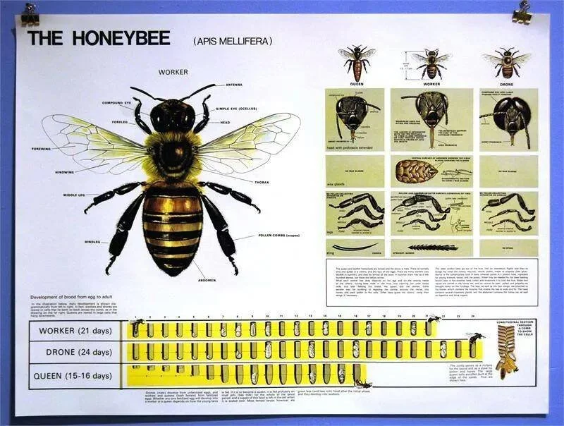 Bee Anatomy Iredell Beekeepers