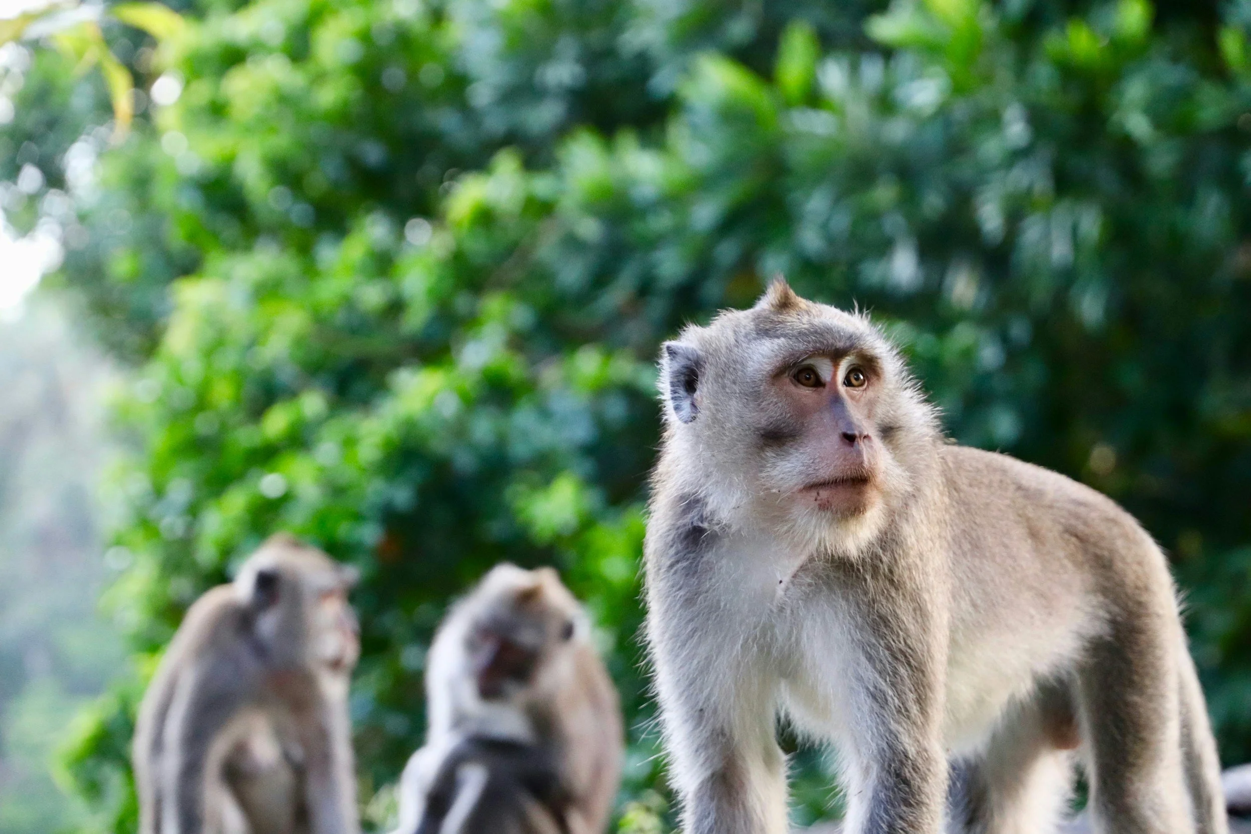 Ubud Monkey Forest in Bali- A Complete Guide