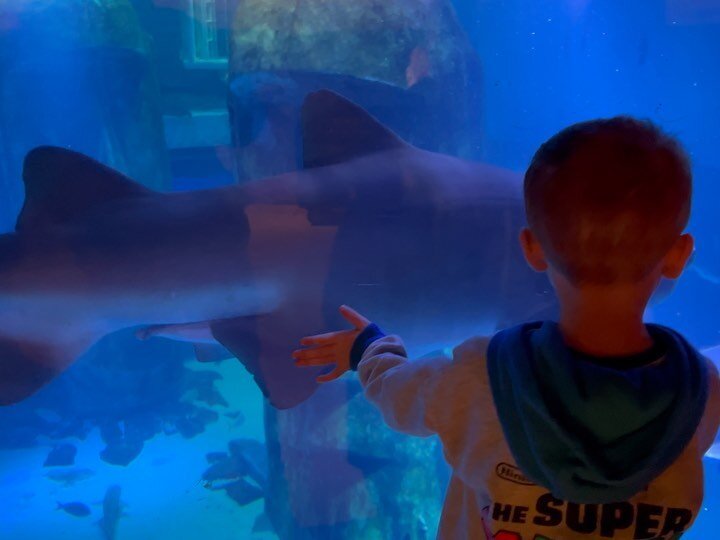 We had a great time at @sea_life_london today. The shark tank was definitely the favourite!