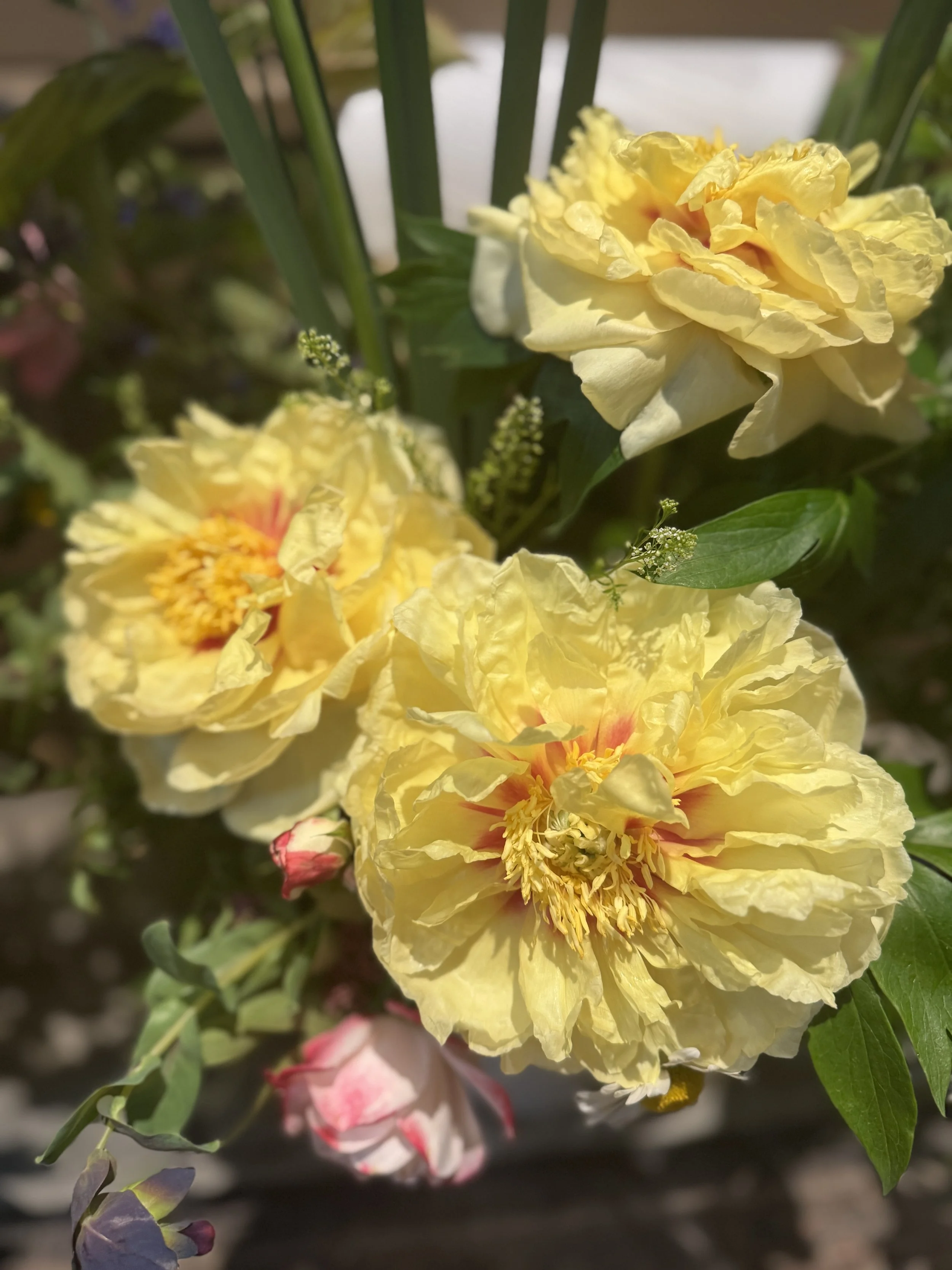 IMG_4551.jpeg