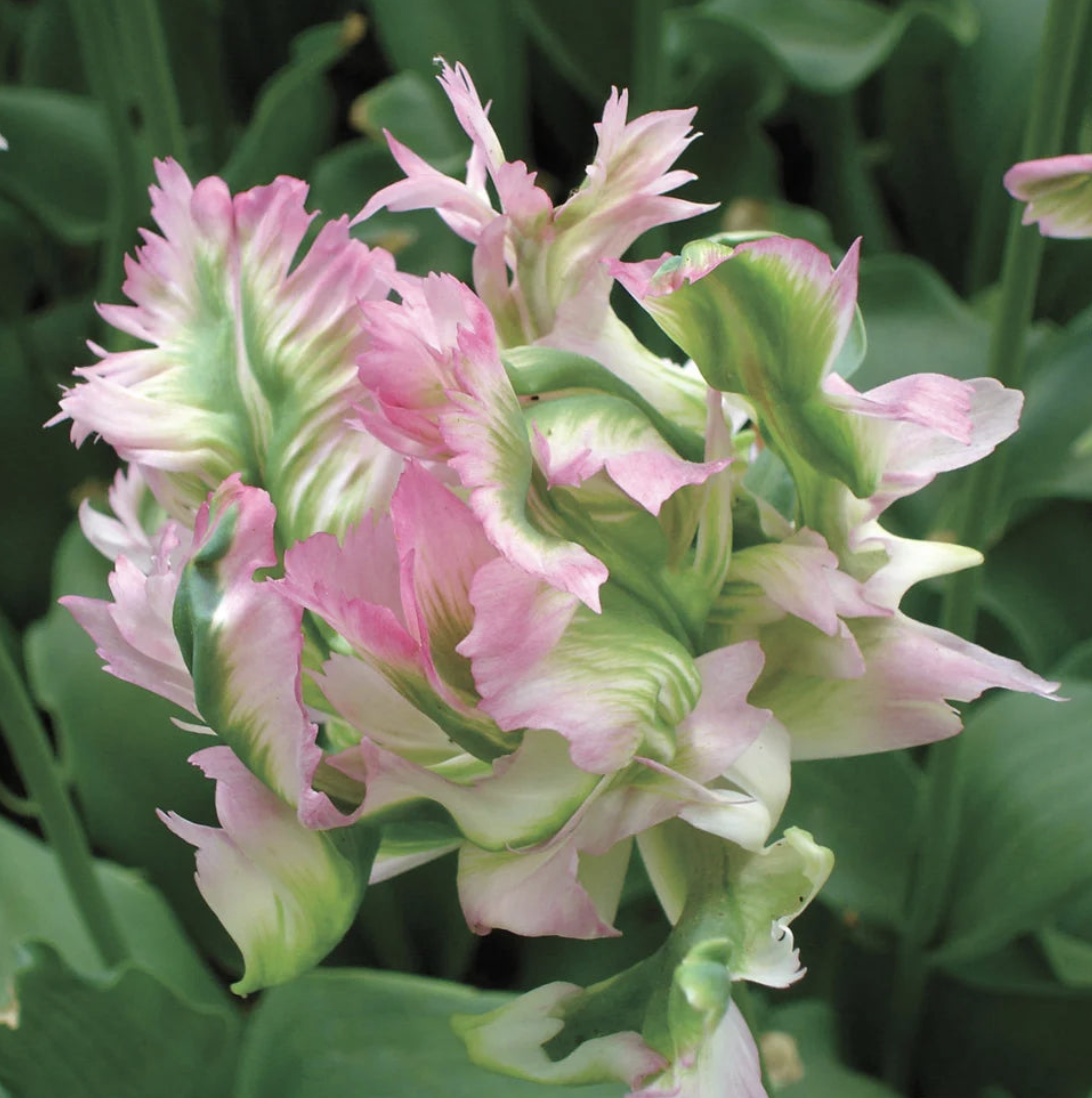 2026 Green Wave.png (Copy)