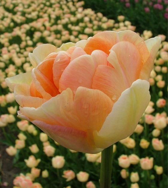 CharmingBeautyTulip.jpeg