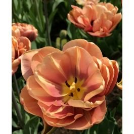 BelleEpoqueTulip.jpeg