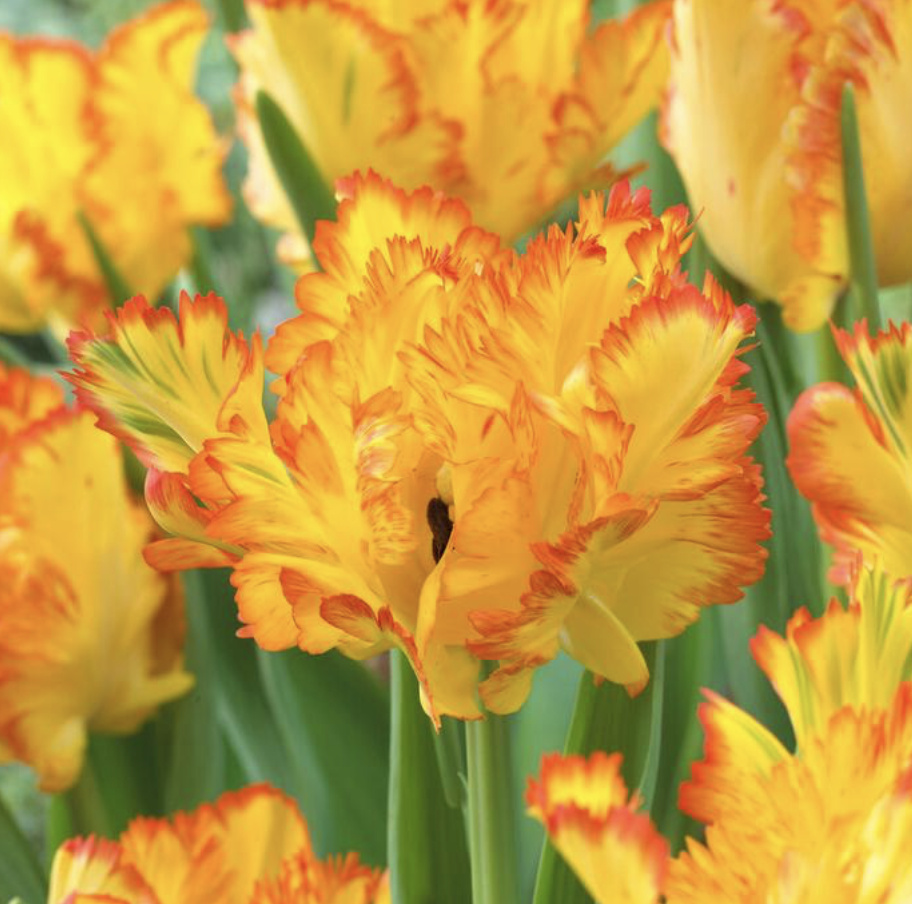 2026 Caribbean Parrot.png (Copy)