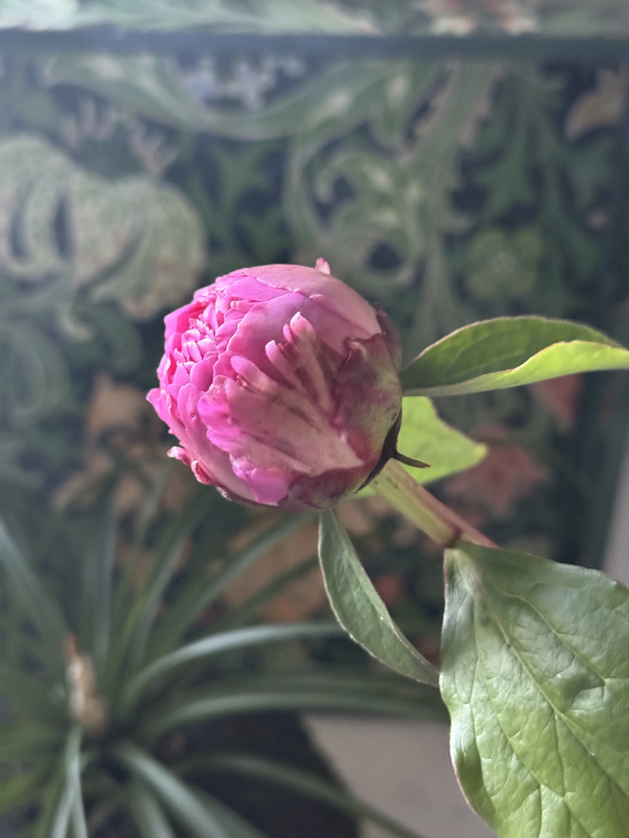IMG_4471.jpeg