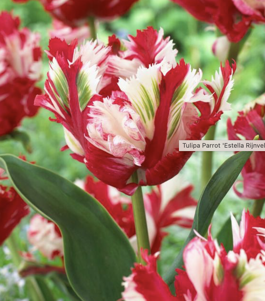 2026 Estella Rijnveld.png (Copy)