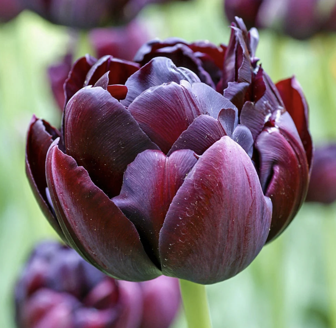 2026 Black Hero.png (Copy)