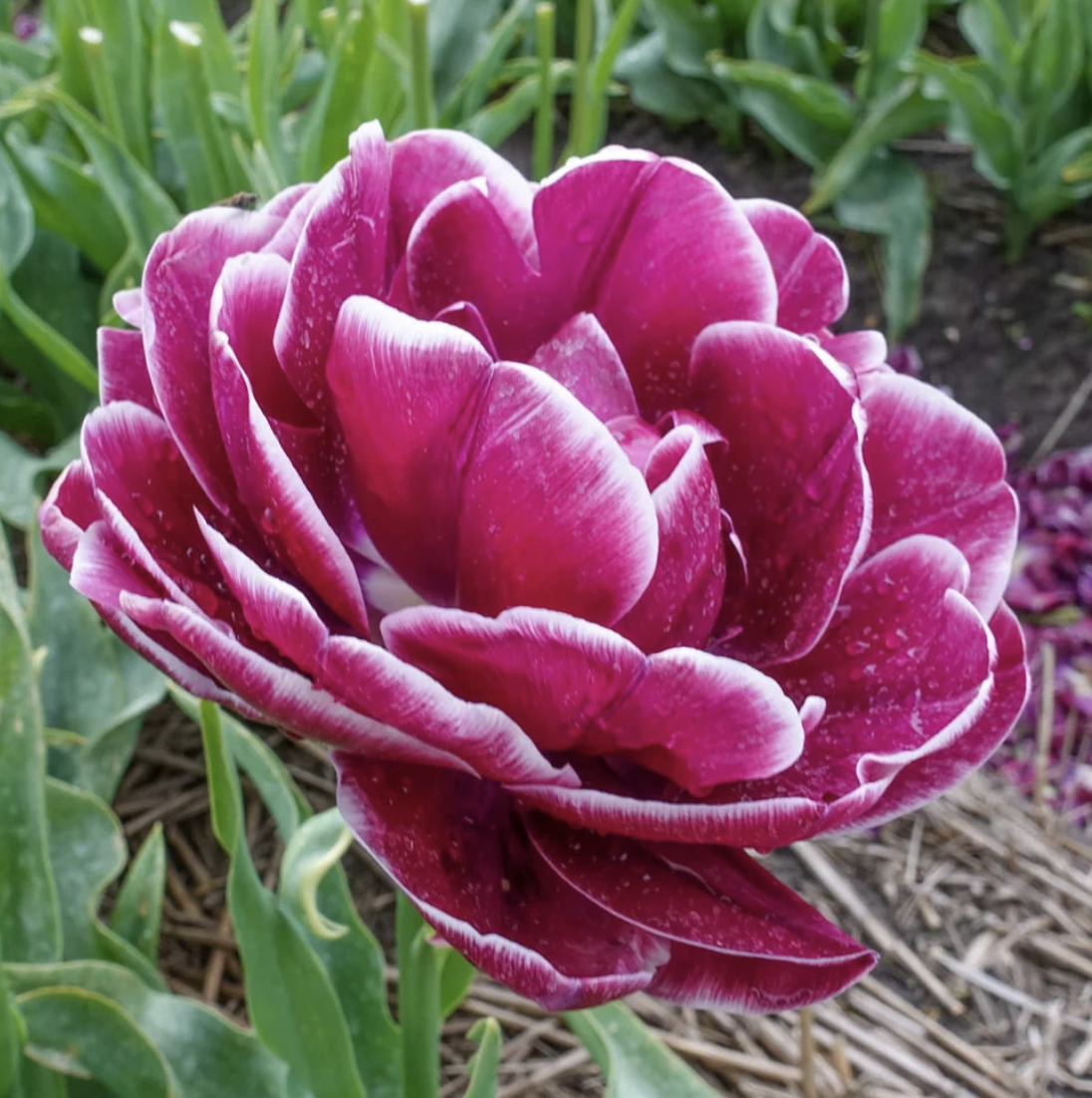 2026 Dream Touch.png (Copy)