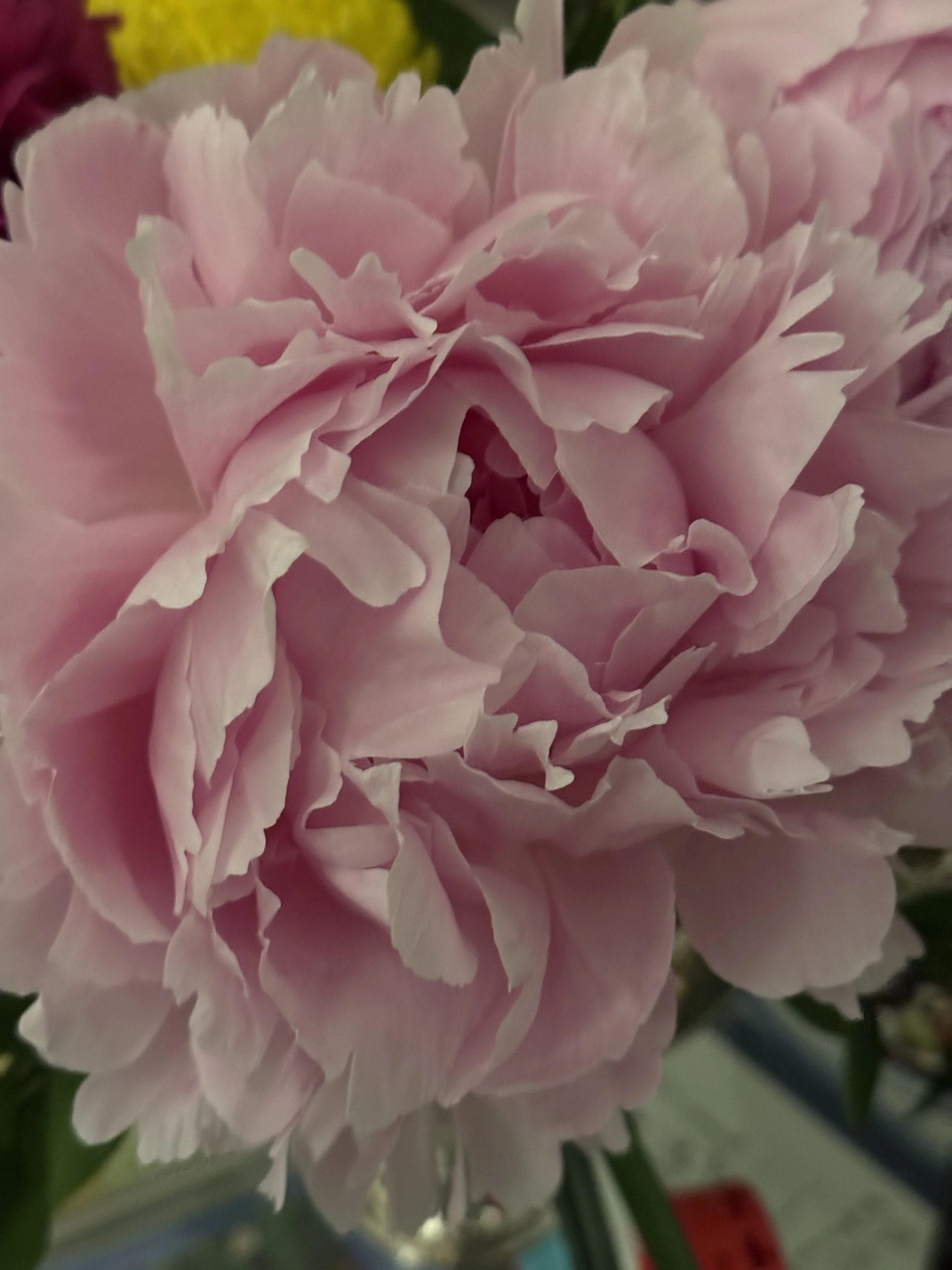 IMG_4497.jpeg