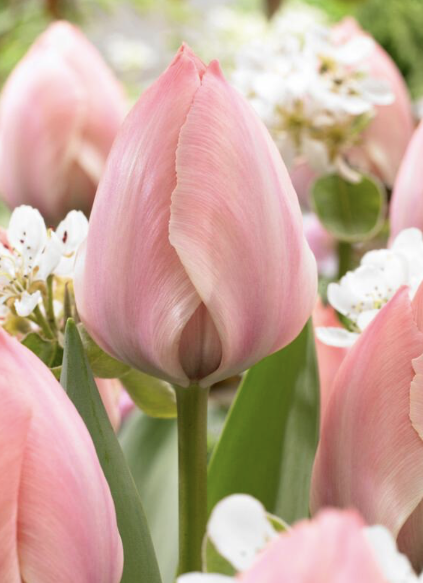 2026 Salmon Van Eijk.png (Copy)