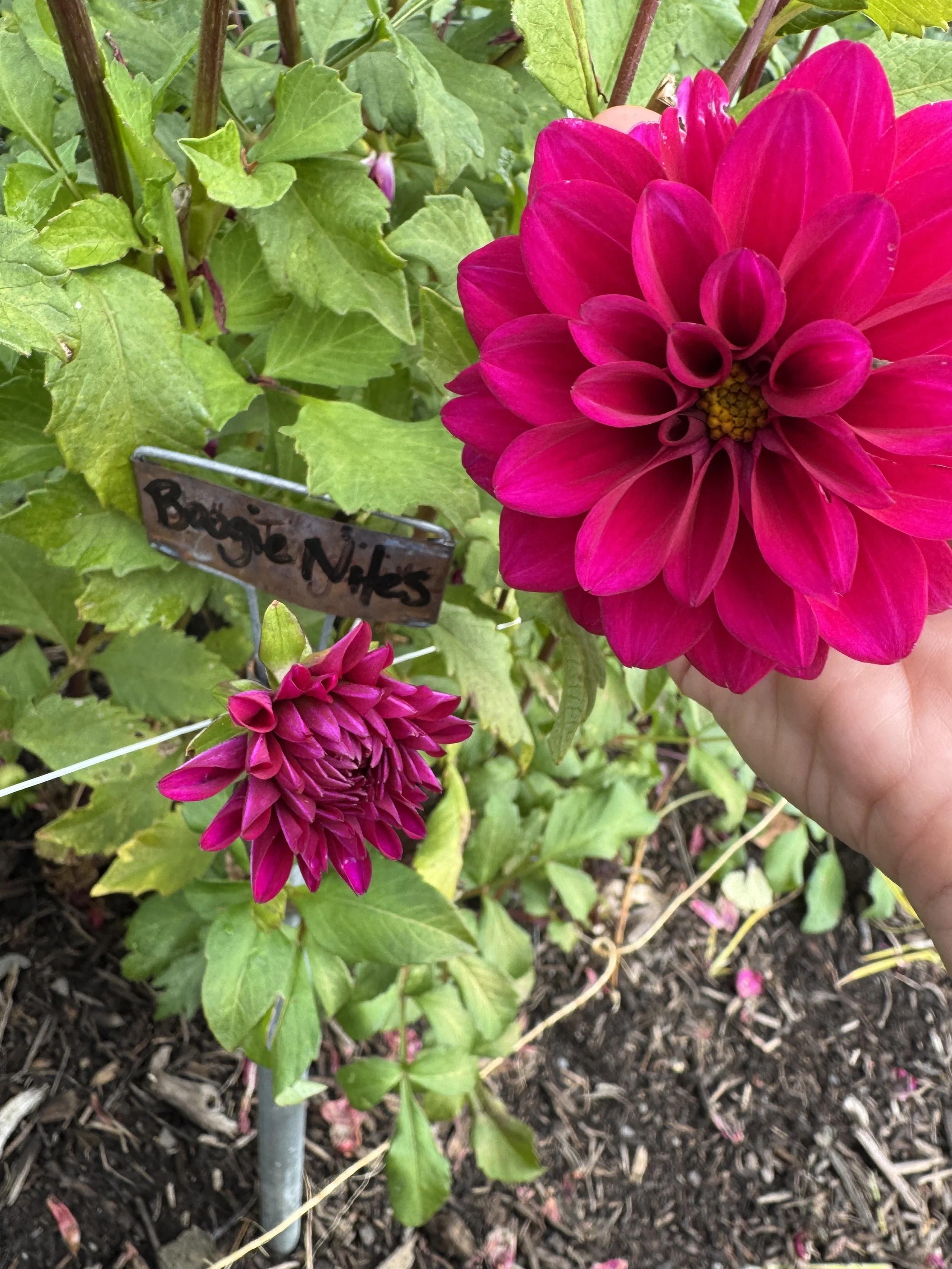 IMG_5035.jpeg