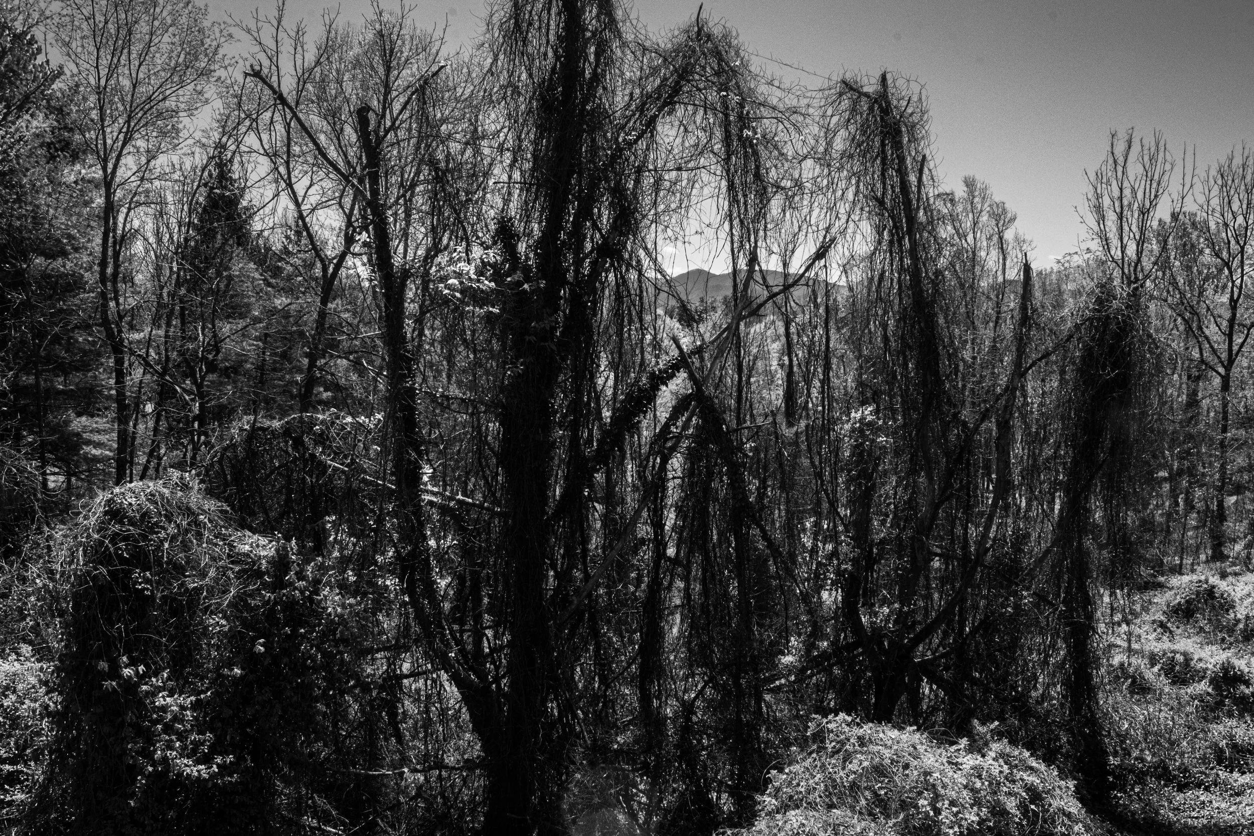 DSC_0340.jpg