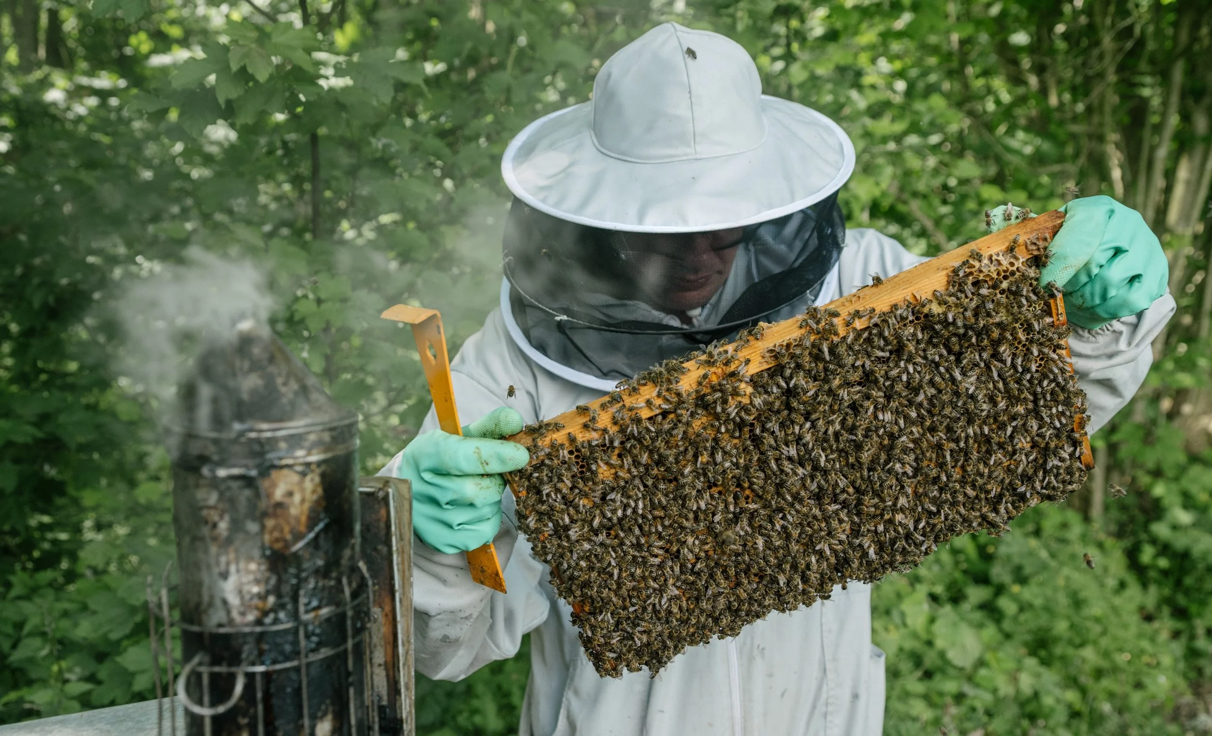 A beekeeper in a protective suit, veil and gloves holds up a honeycomb frame covered with bees.
