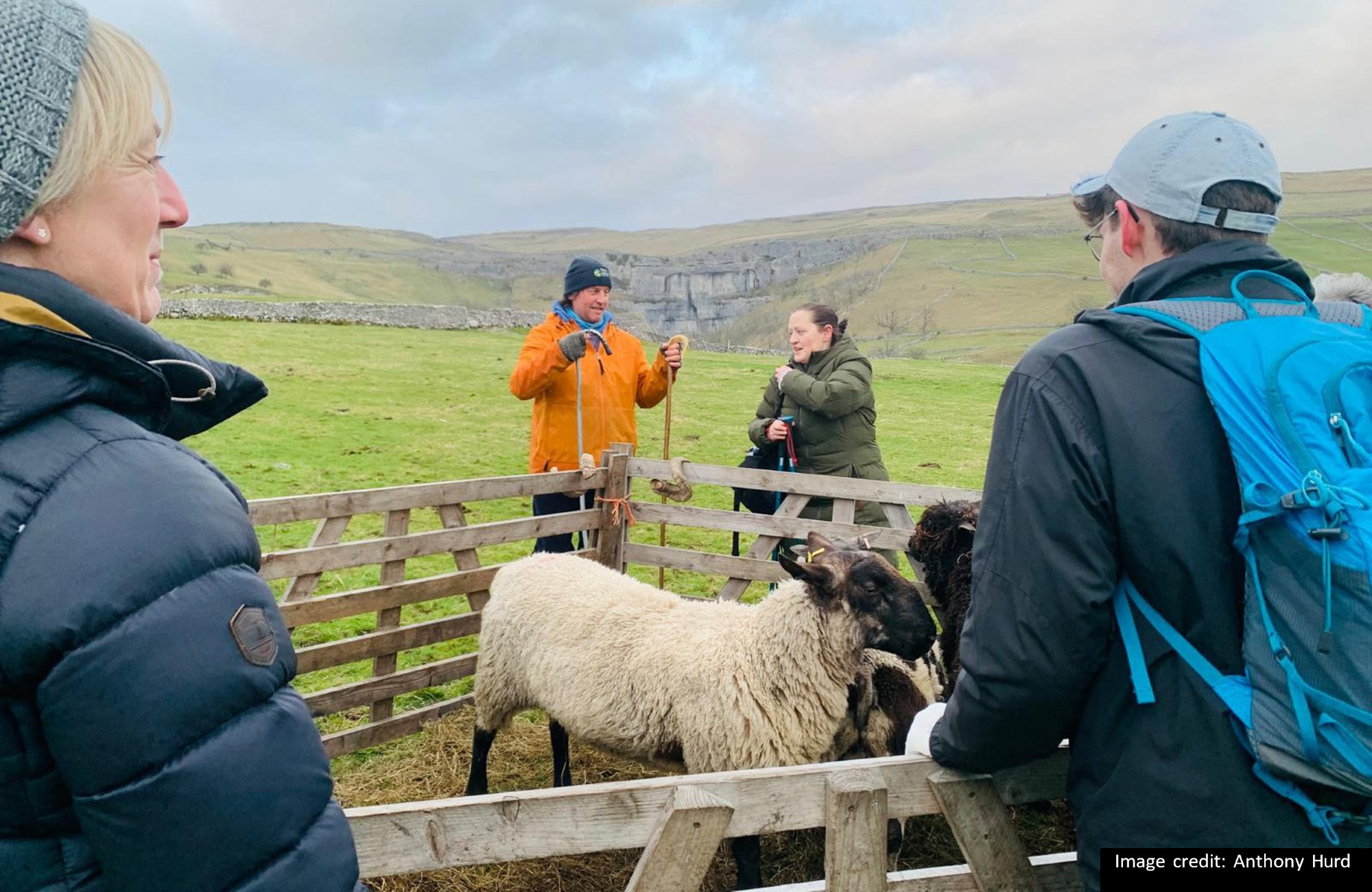 Natural Health Service sheep.png