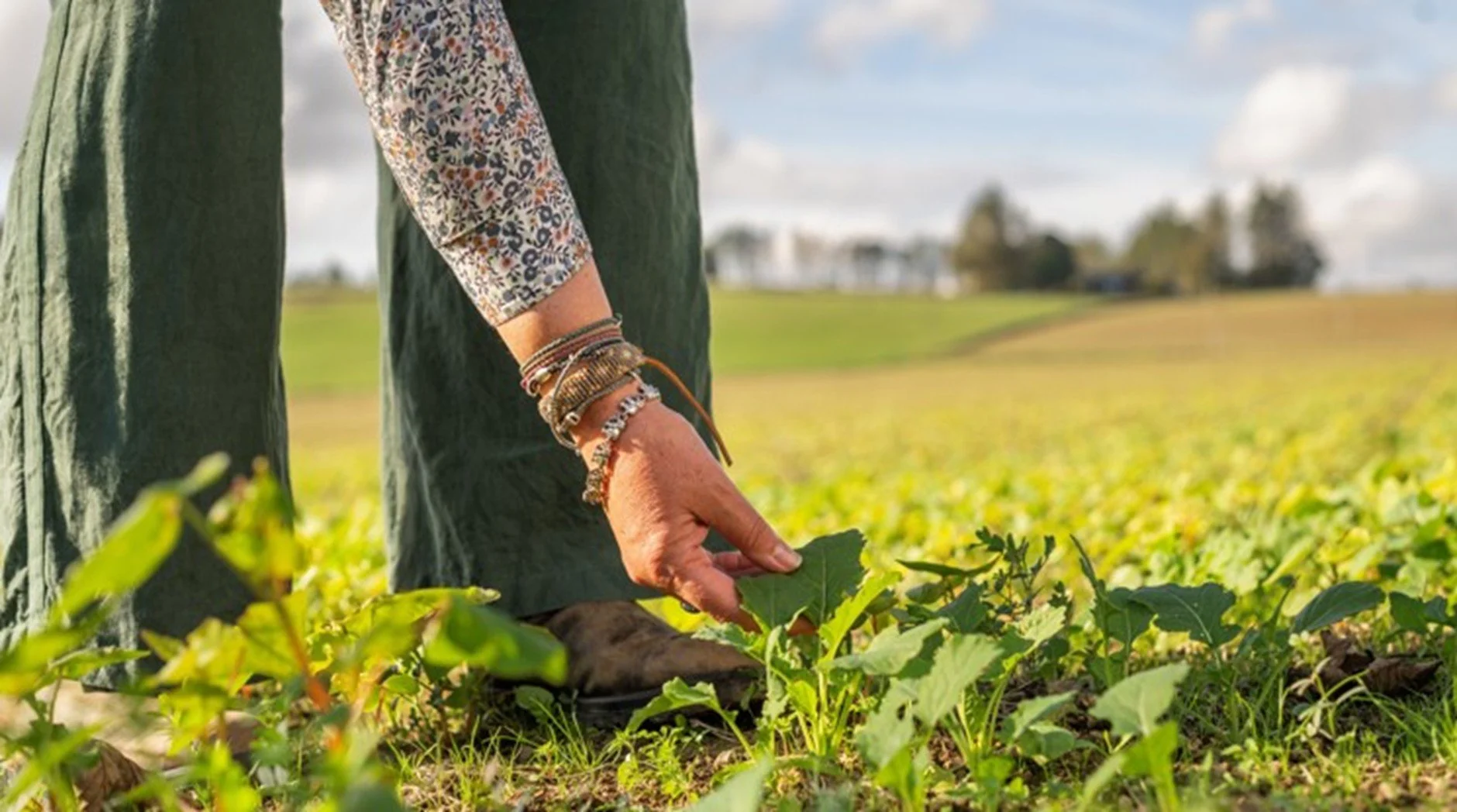 Person in a field examining young green plants on farmland, symbolising organic farming.