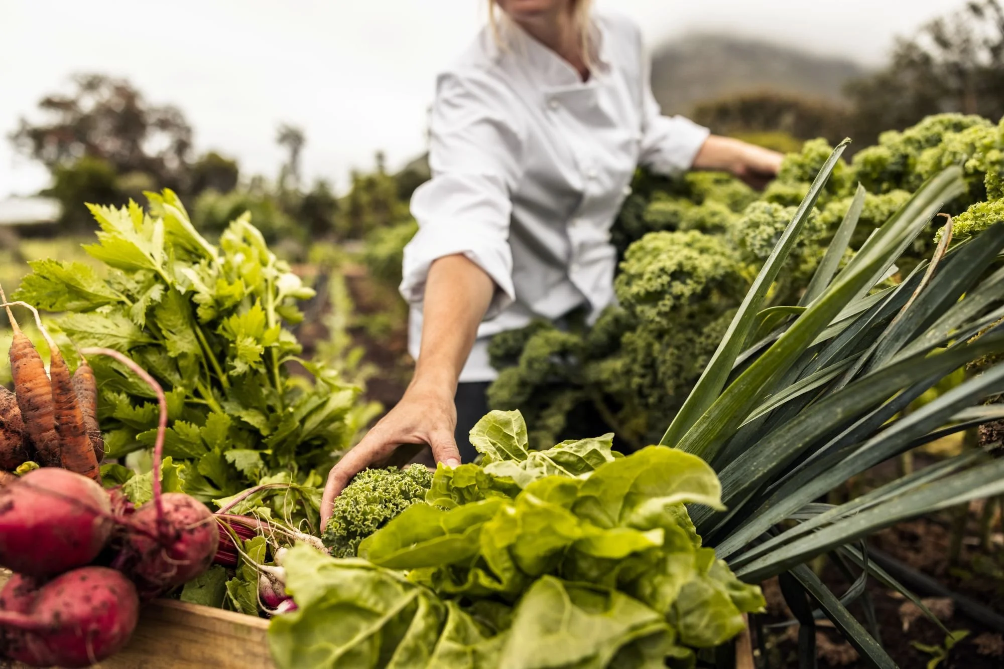 A person reaching into a box of organic produce including lettuce, beetroot, carrots and celery