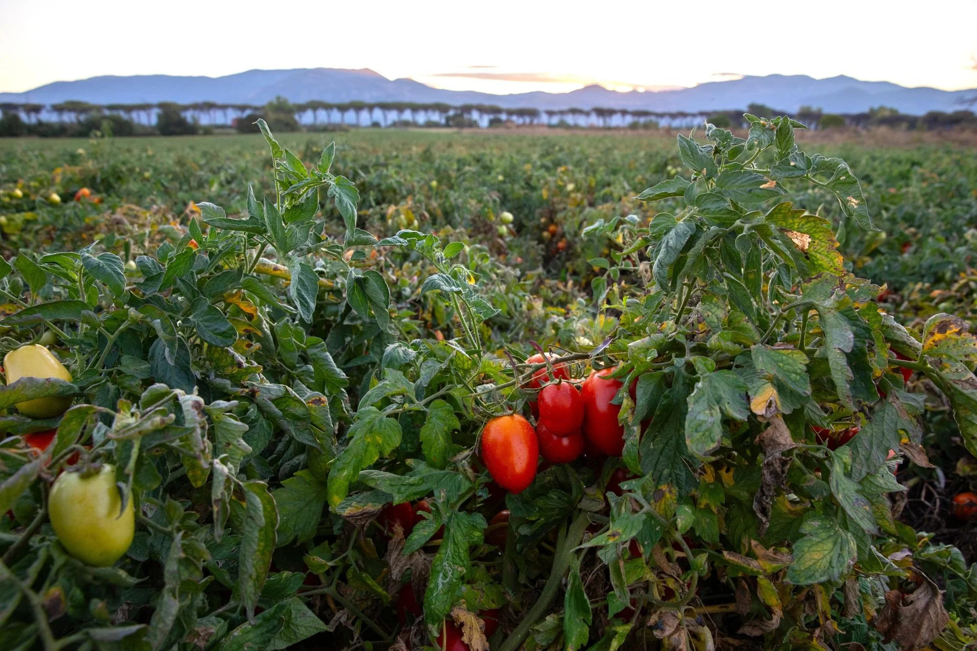 A green field of organic tomatoes with red and green tomatoes on the vine in the foreground