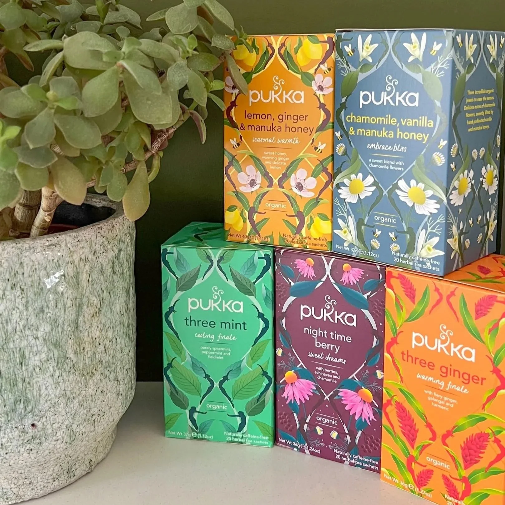 Selection of Pukka teas alongside green succulent plant.