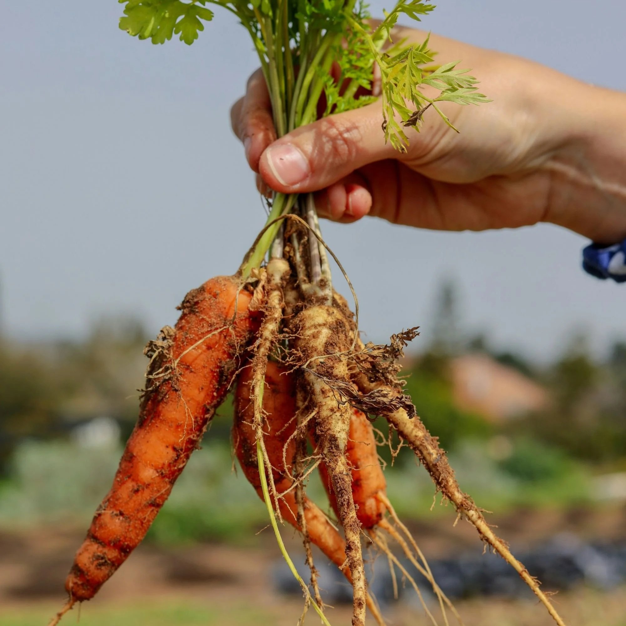 Close up of a hand holding a bunch of small, muddy carrots