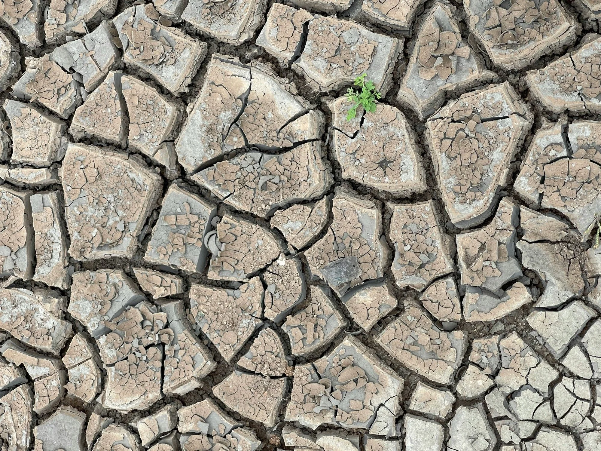 Close up shot of dry, cracked earth with a small green plant springing from it.