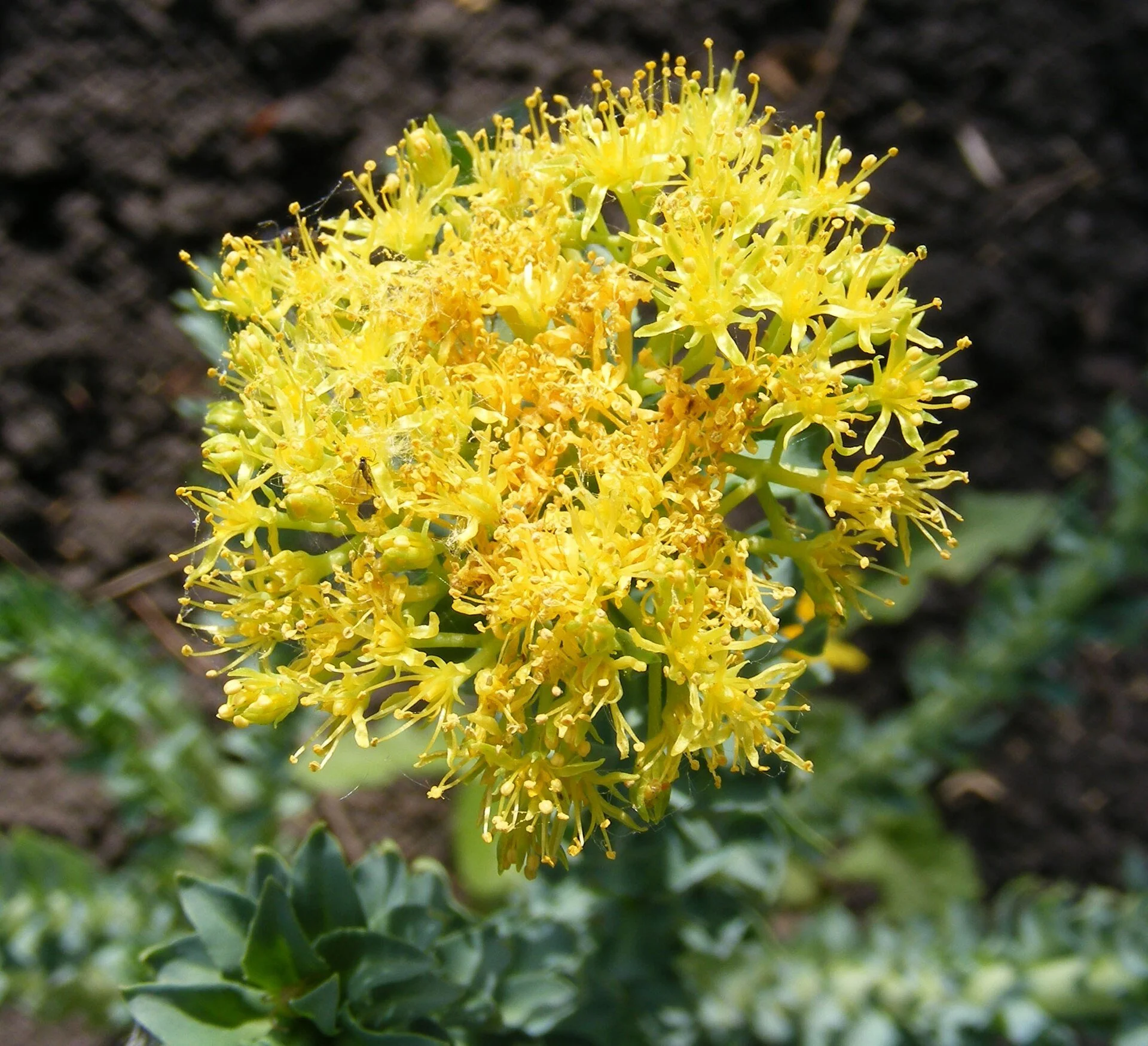 Rhodiola rosea flowers.