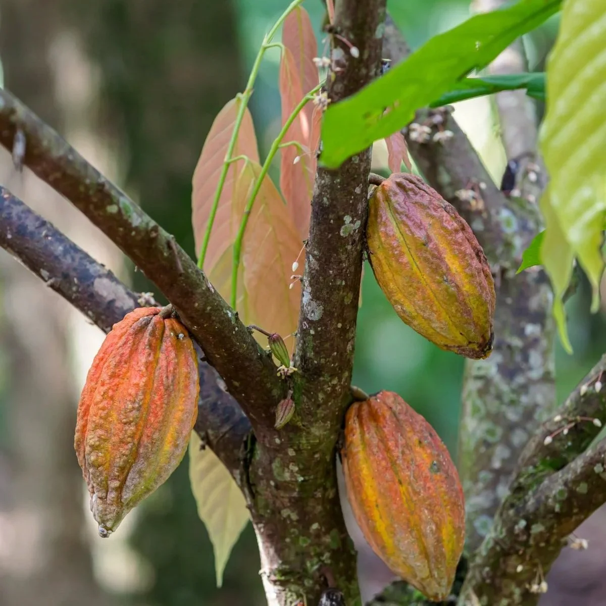 Close-up of ripe cocoa pods in shades of orange, yellow and red growing directly from the trunk and branches of a cacao tree, with green leaves and a softly blurred forest background.