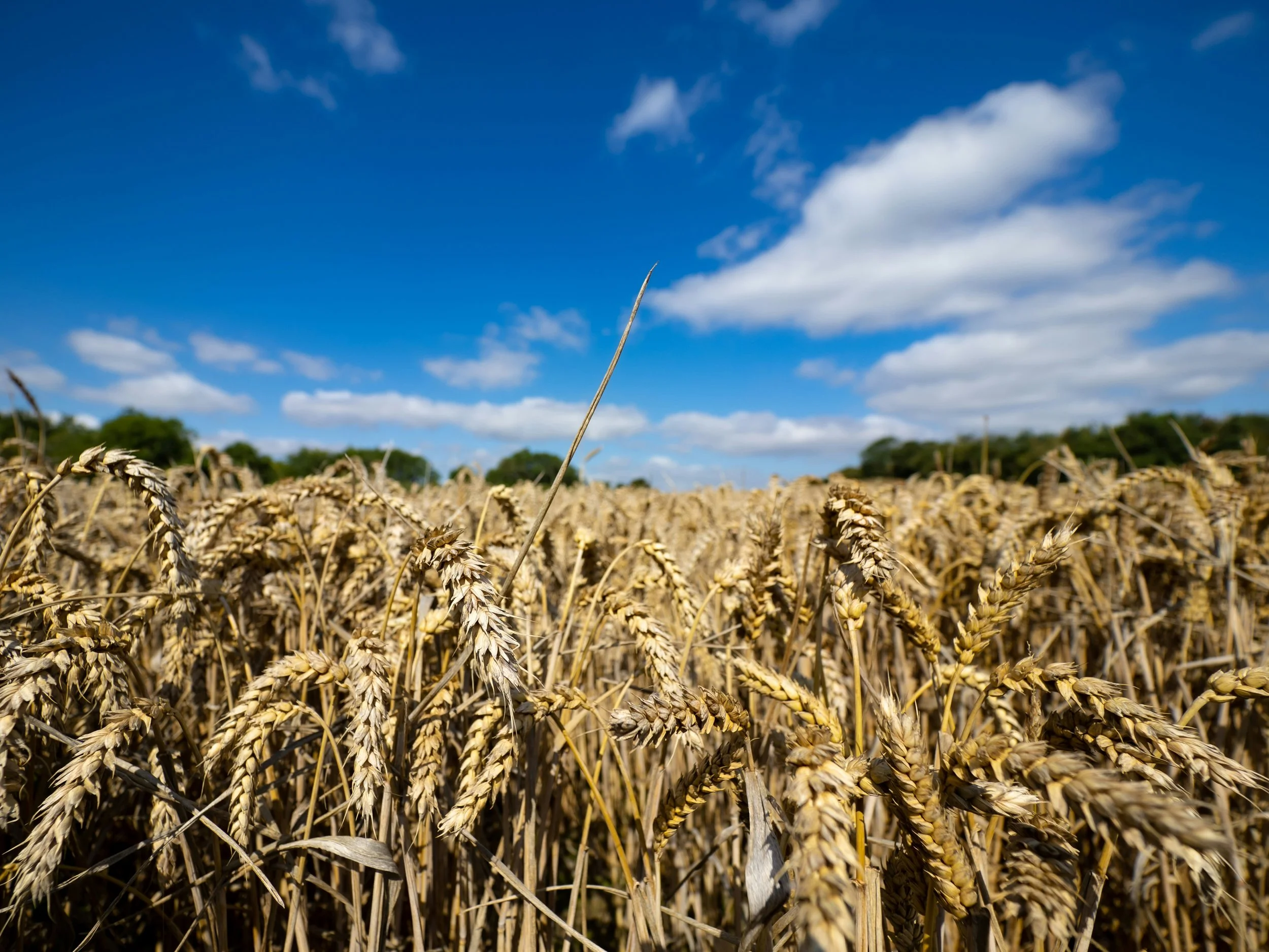 Shot of a cornfield against a blue sky