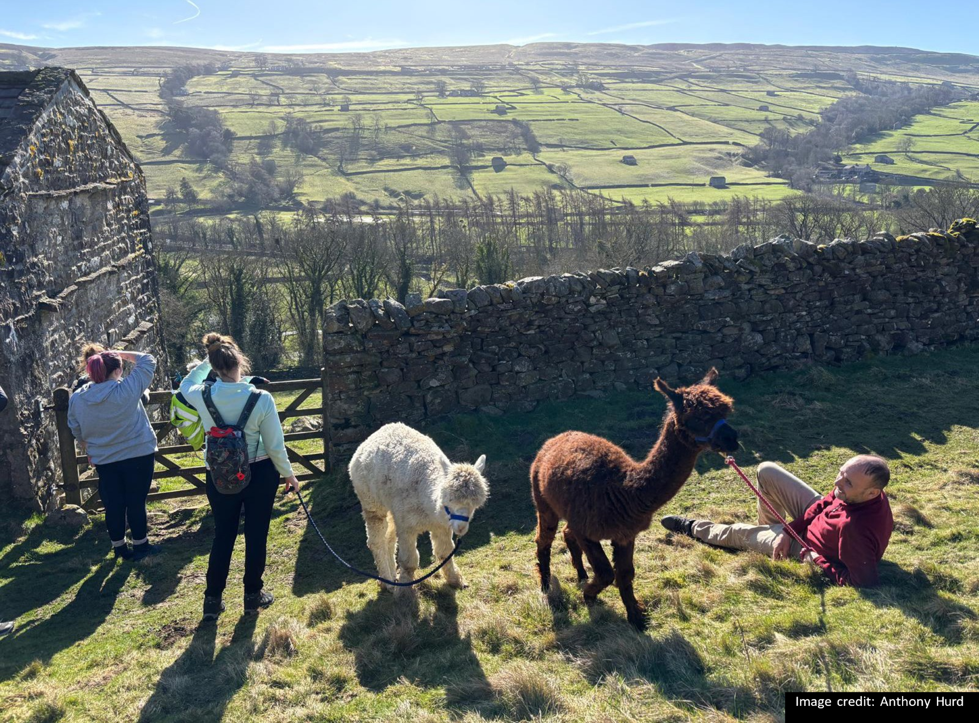 Some llamas, and three walkers, enjoying a sunny Yorkshire landscape