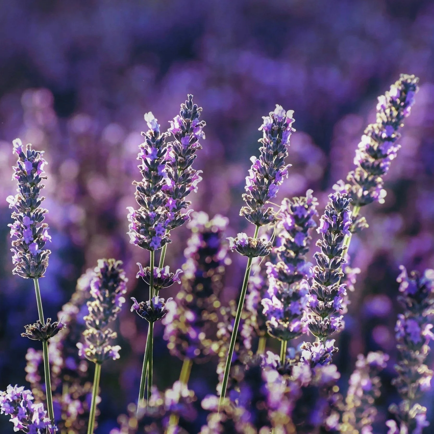 close up of a lavender field