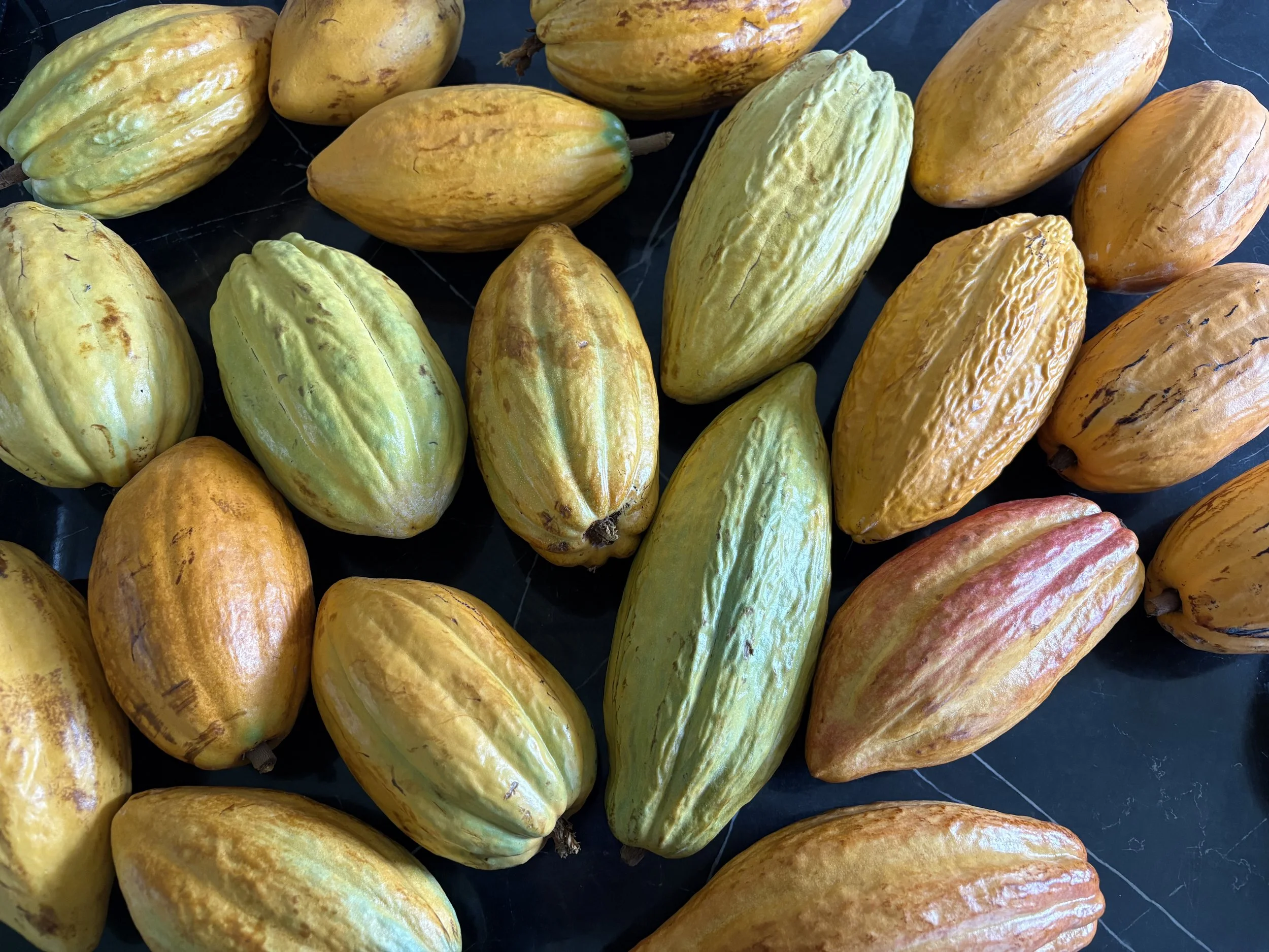 Green, yellow and pink cocoa bean pods.
