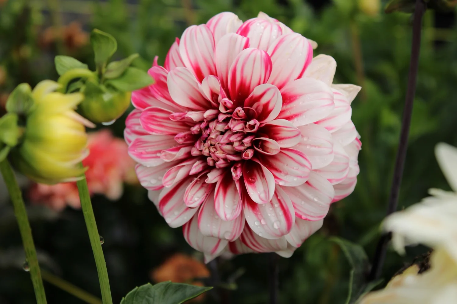 AC HWY 61 — Murtha Flower Farm