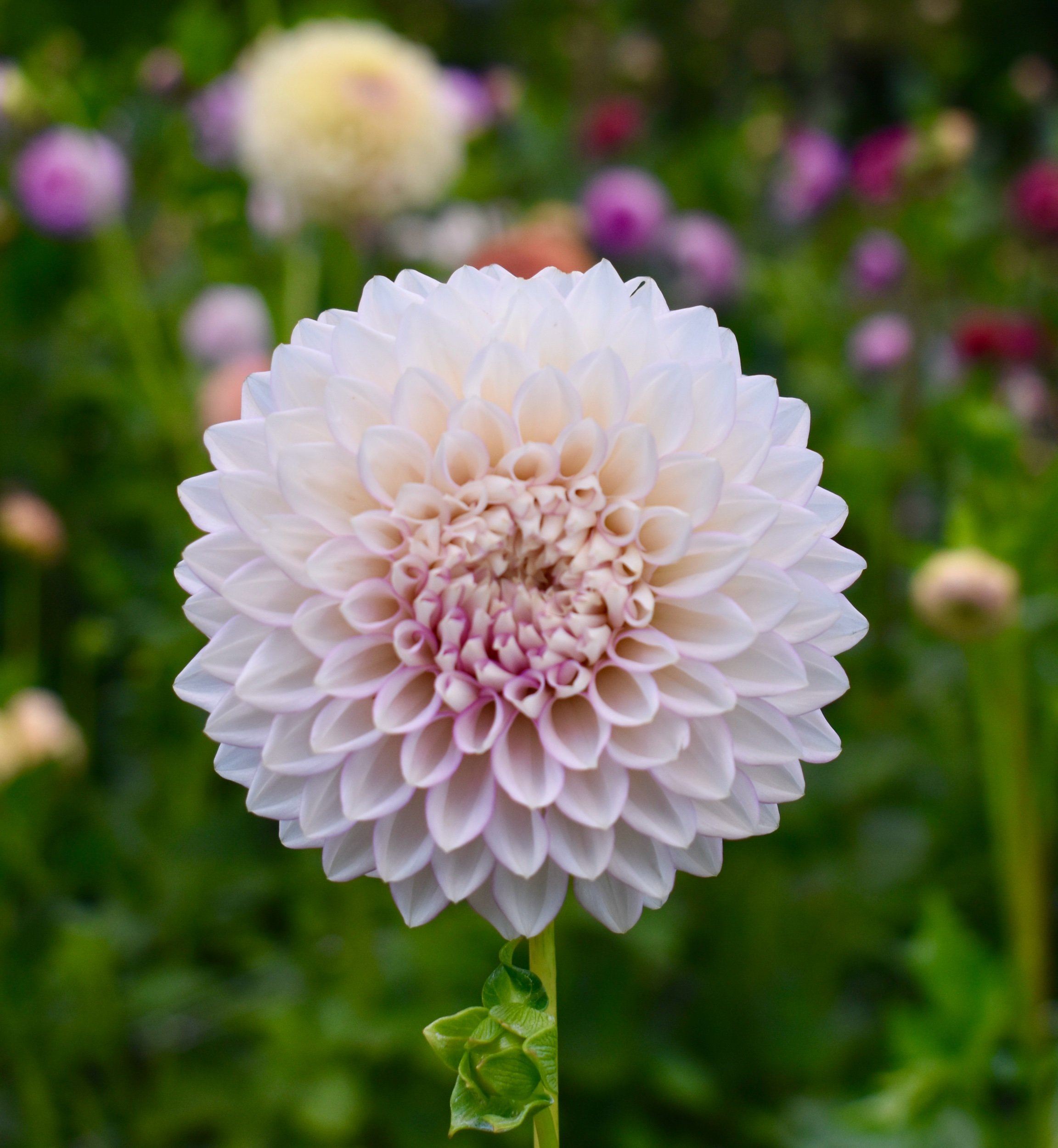 Maltby Pearl