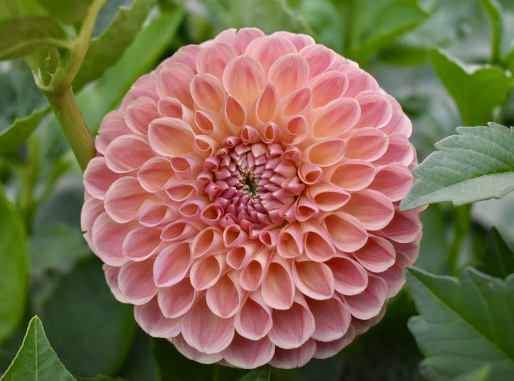 20th Ave Softer Peach